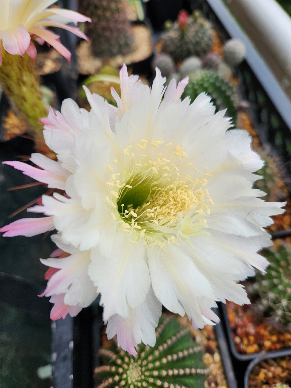 毛花柱球丑丑的,花很惊艳#仙人球# #家居绿植# #热点引擎计划