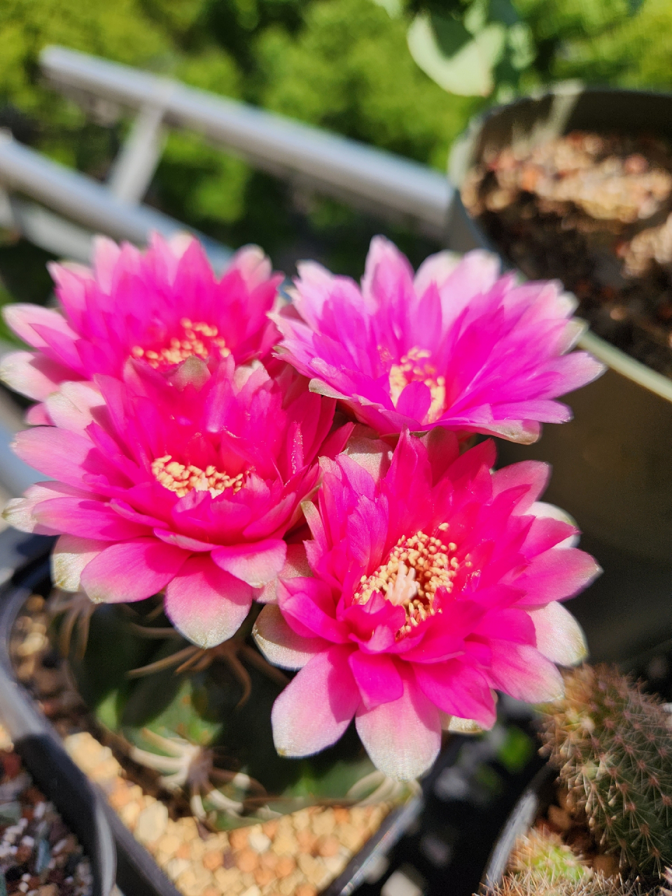 又到了仙人球开花的季节,美花海王丸真是我的心头好～#随手拍春天