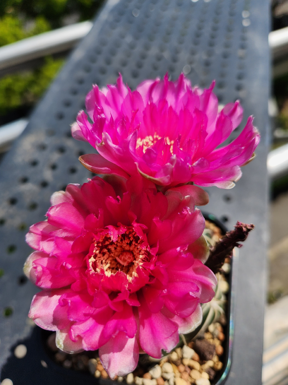 又到了仙人球开花的季节,美花海王丸真是我的心头好～#随手拍春天