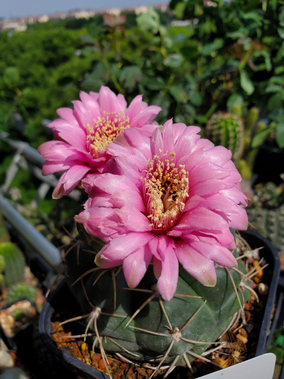 美丽的美花海王,羽毛花瓣真好看啊#仙人球