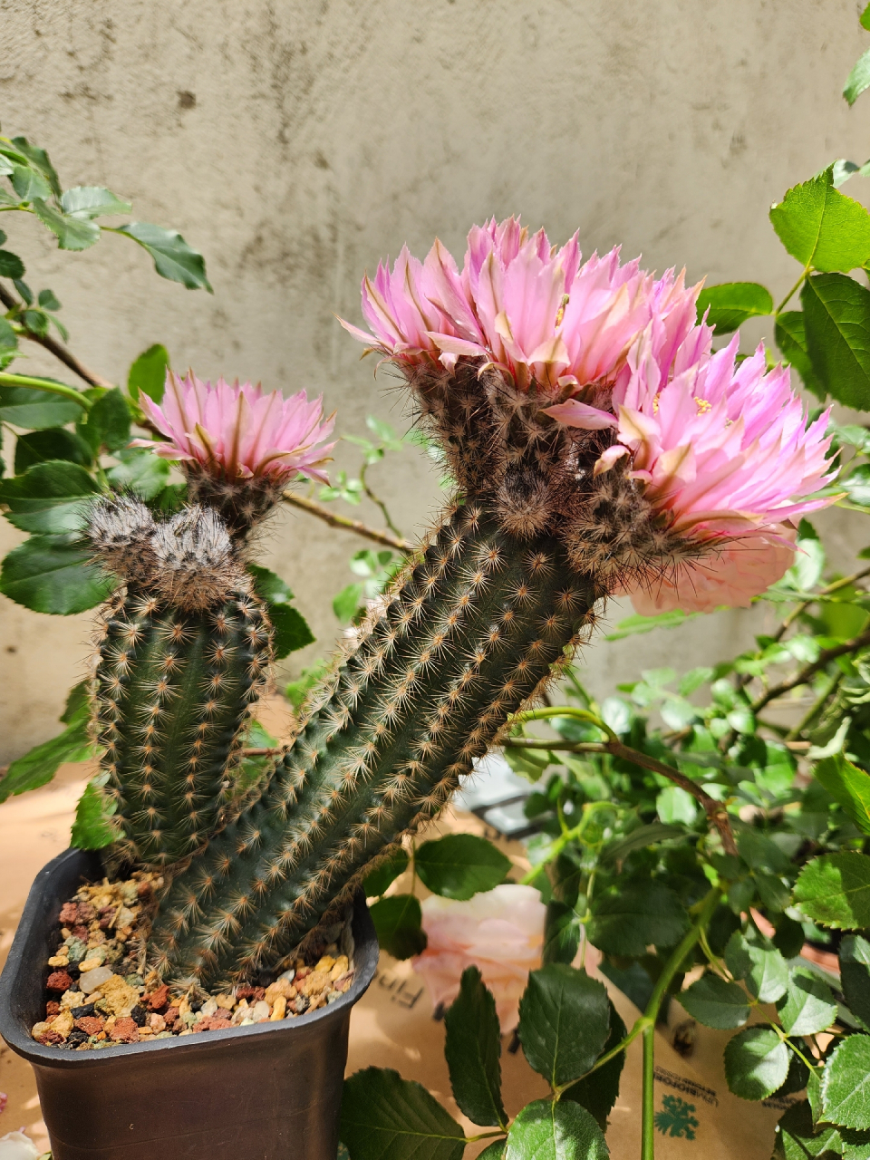 今年的仙人球花开的真好～折墨虾仙人球#随手拍春天# #仙人球