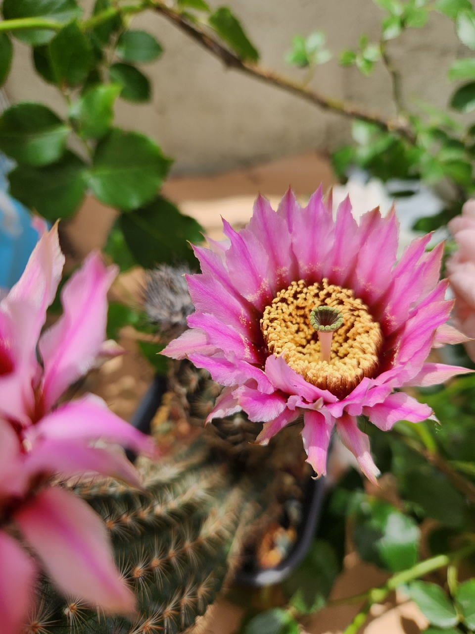 今年的仙人球花开的真好～折墨虾仙人球#随手拍春天# #仙人球