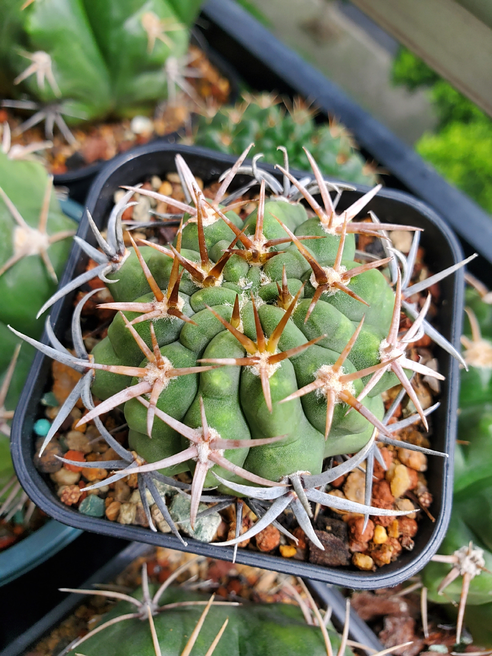 碧岩玉,当初以为养不活,转眼也这么大了～#仙人球