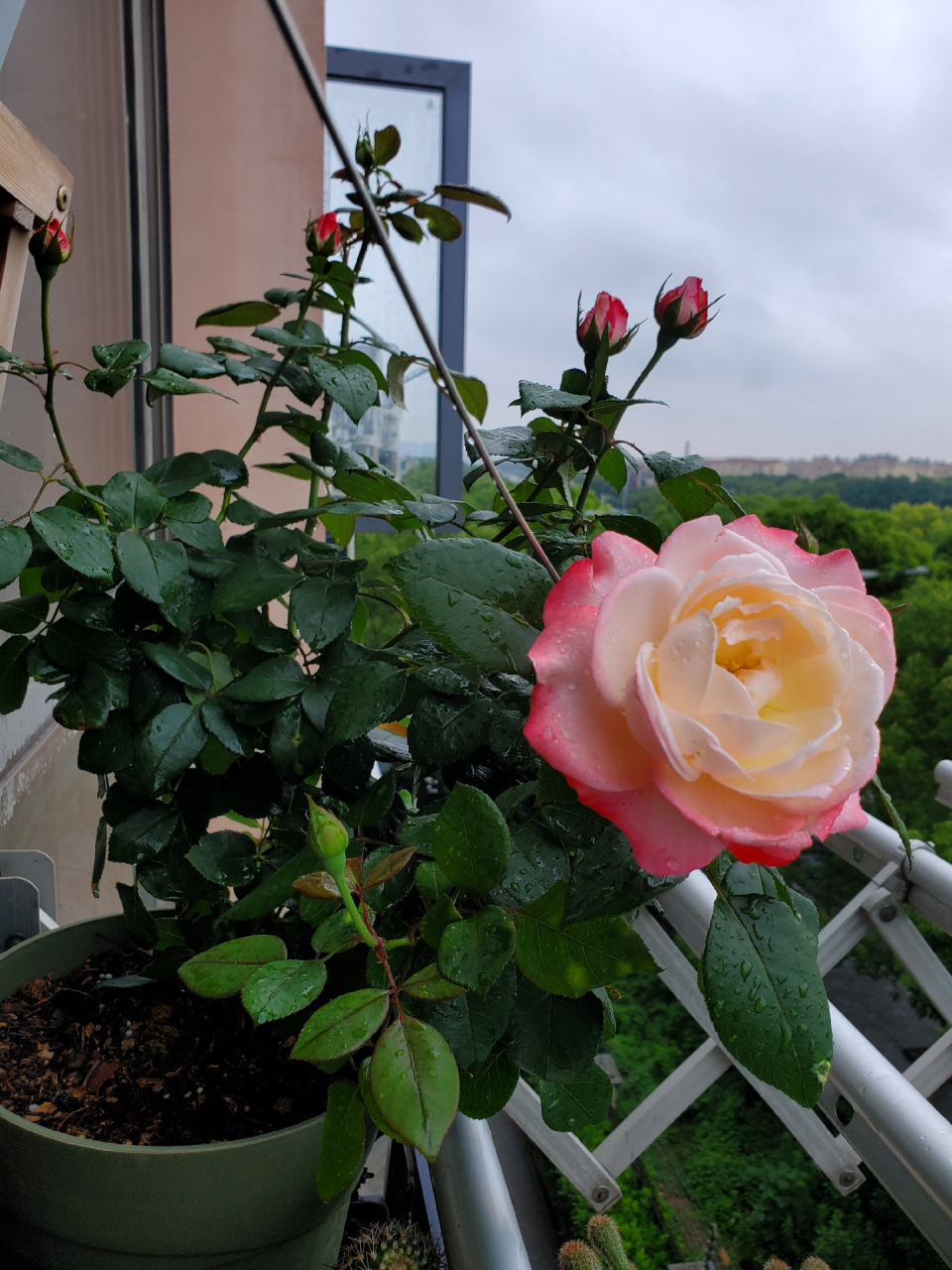 乡愁月季,渐变色太美了,像古典油画里面的花朵,花瓣也非常有质感