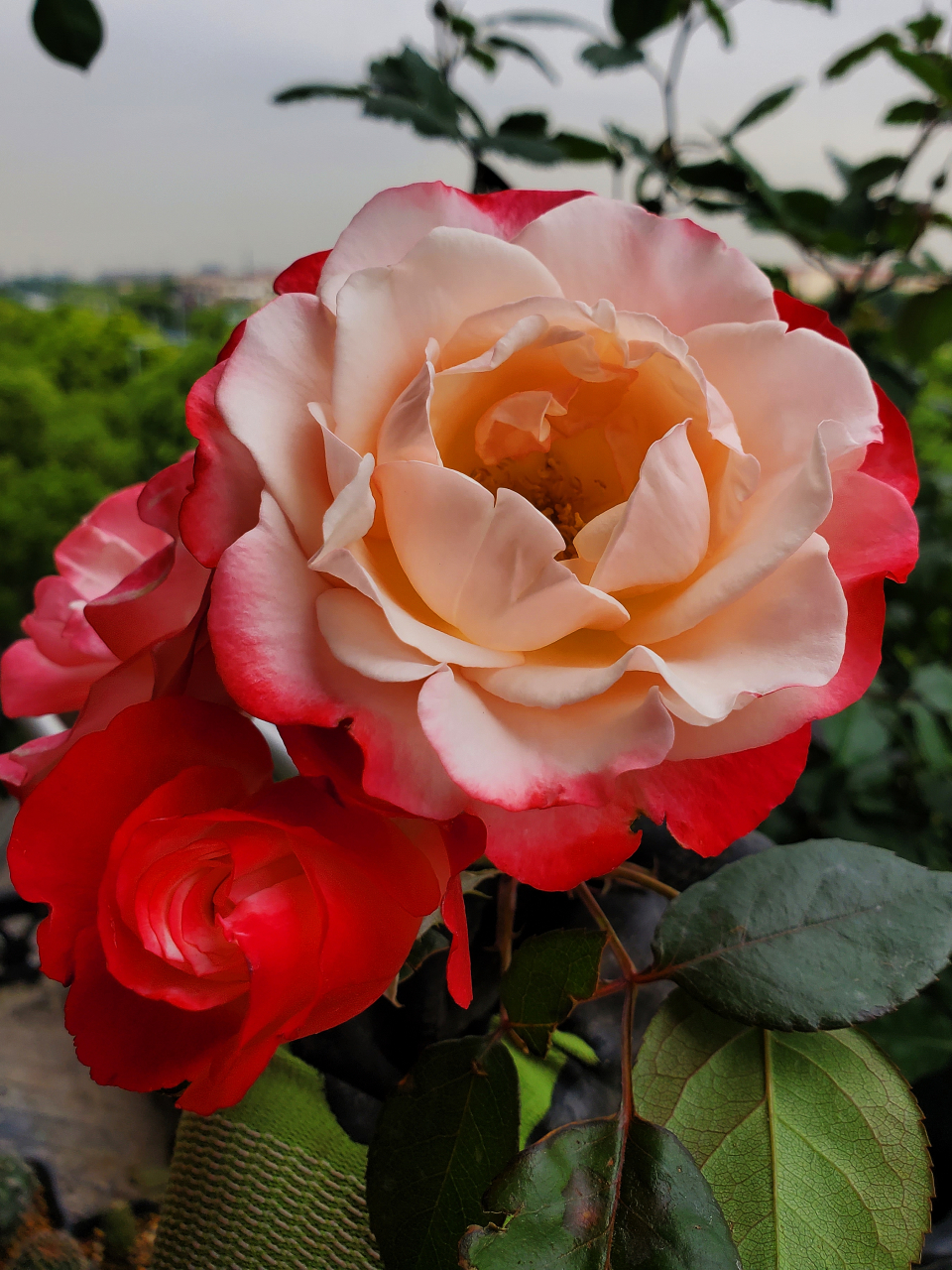 乡愁月季德国月季