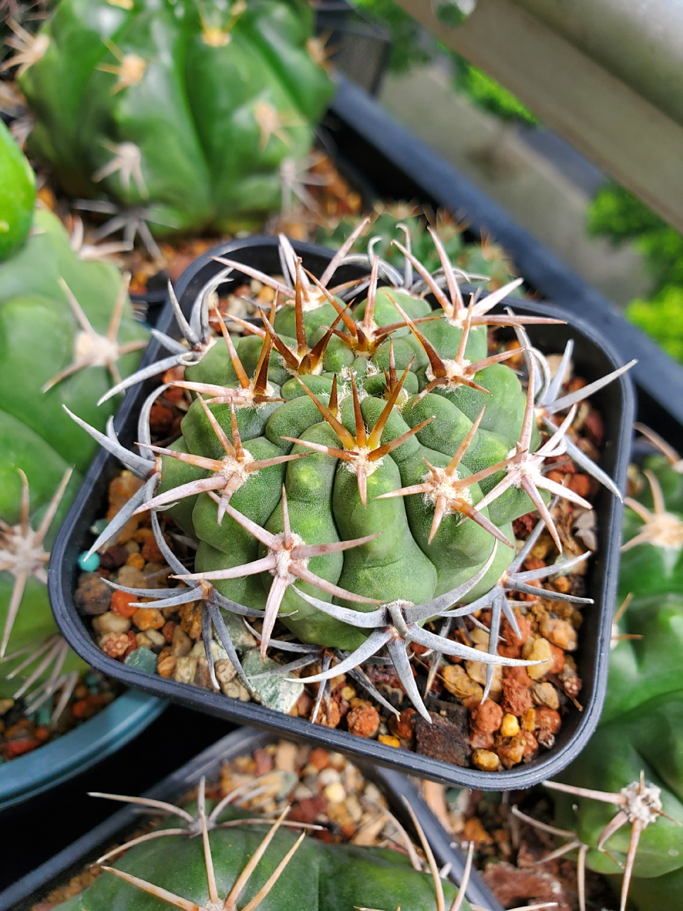 碧岩玉,当初以为养不活,转眼也这么大了～#仙人球