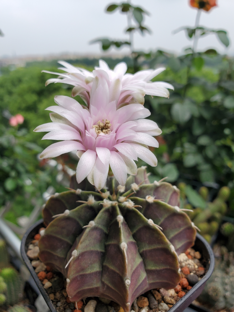 粉色花的肋骨牡丹