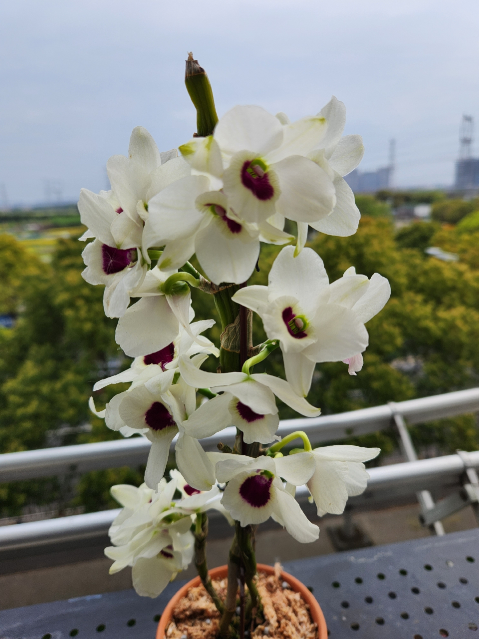 白国王石斛兰 #万物清明# #石斛兰花欣赏