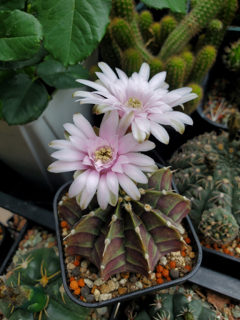 粉色花的肋骨牡丹