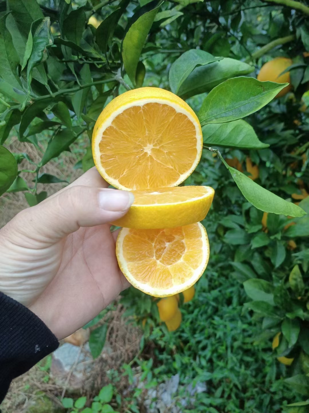 台湾木瓜蜜丁简介图片