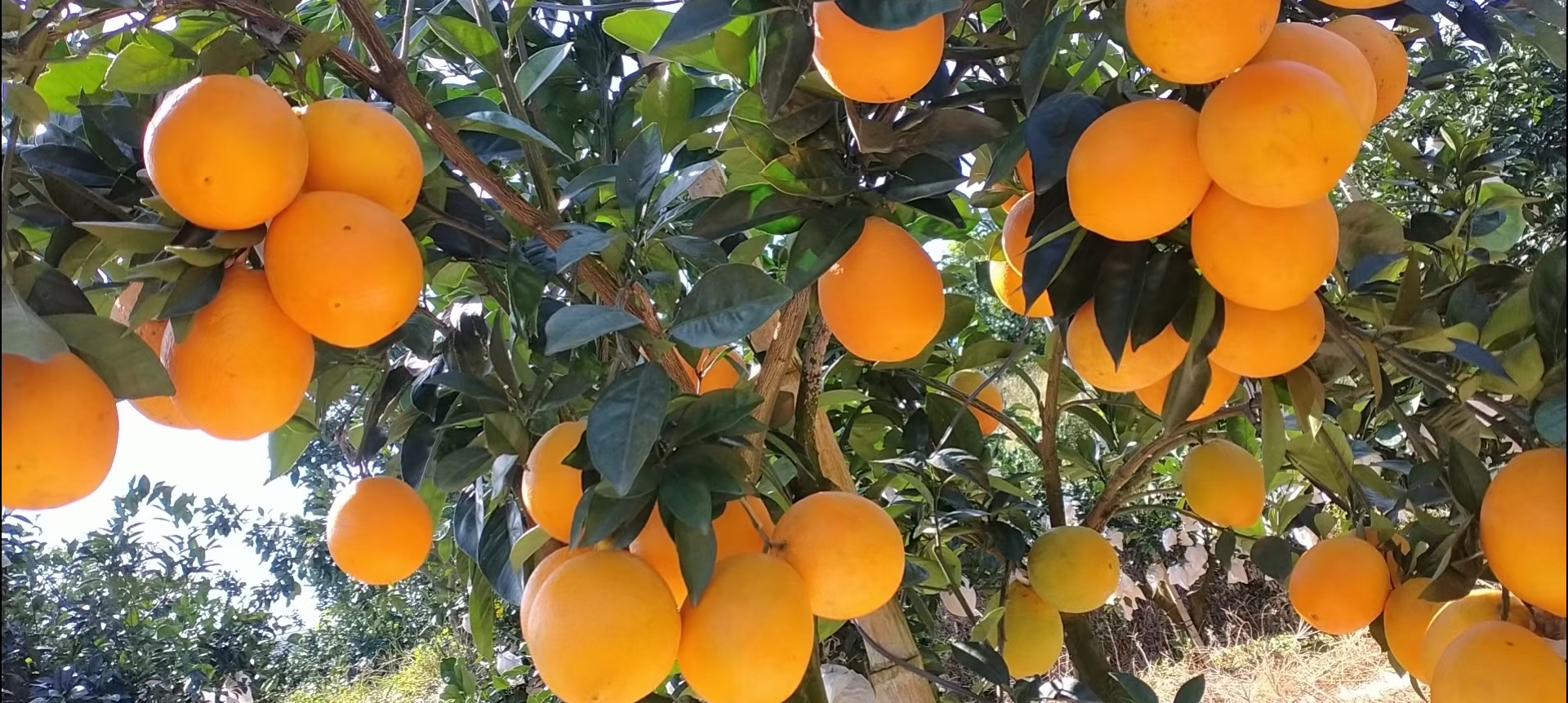 台湾木瓜蜜丁简介图片