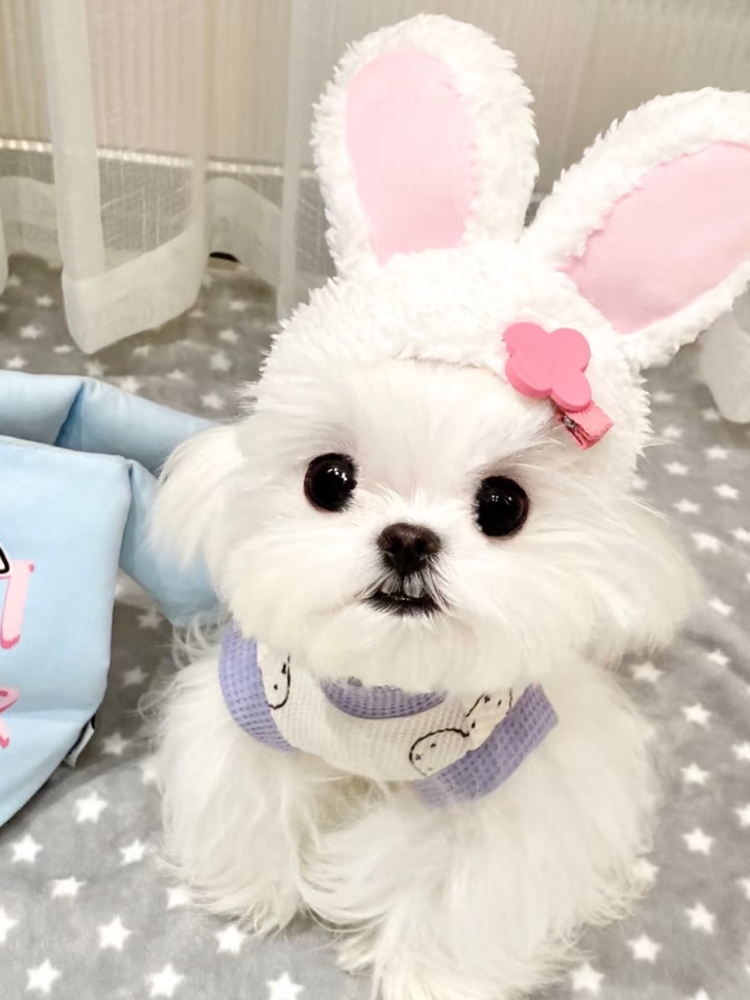 这只小白狗也太萌了,戴上兔耳朵帽子,简直可爱到犯规!