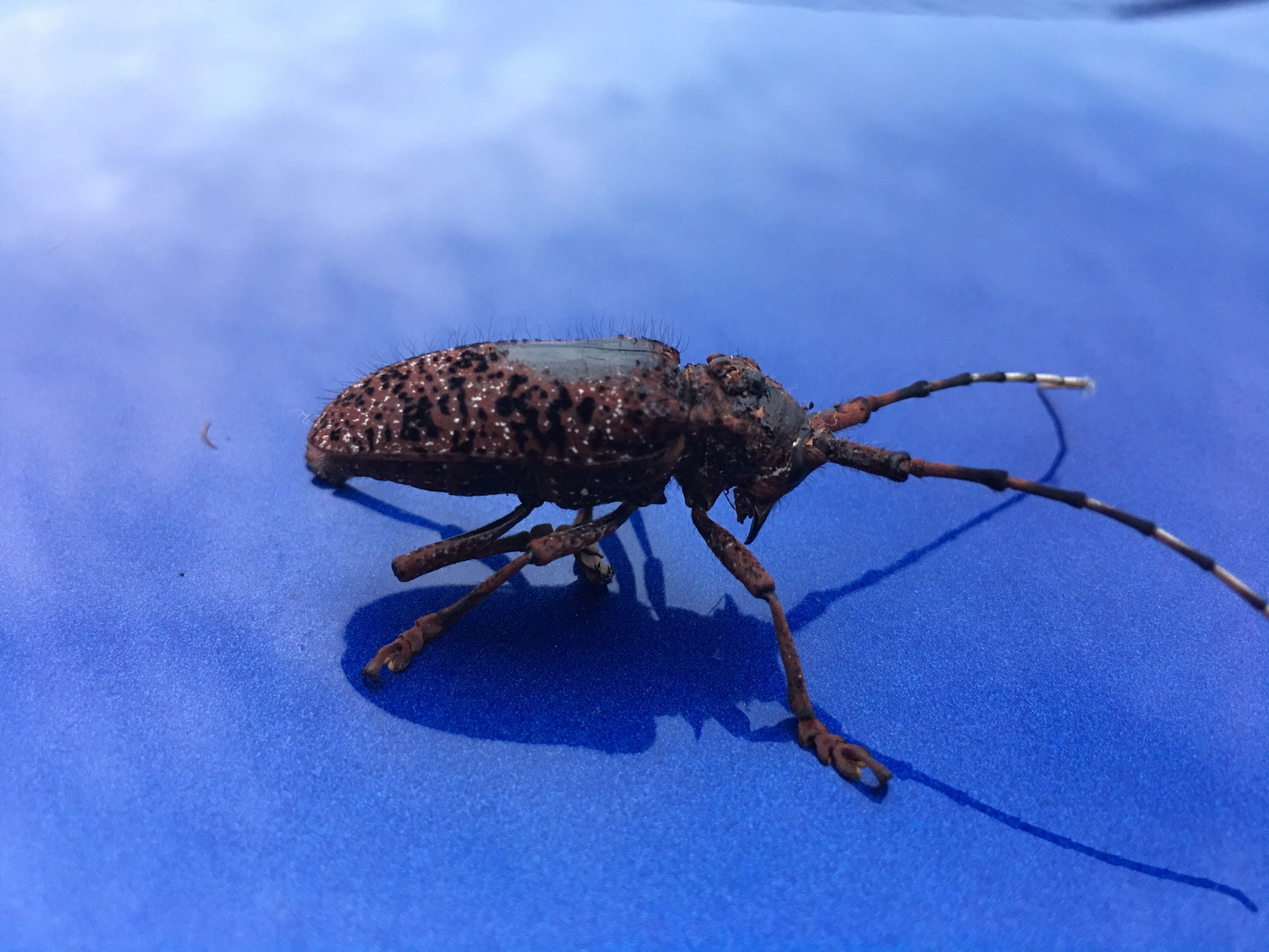 这是什么品种的天牛