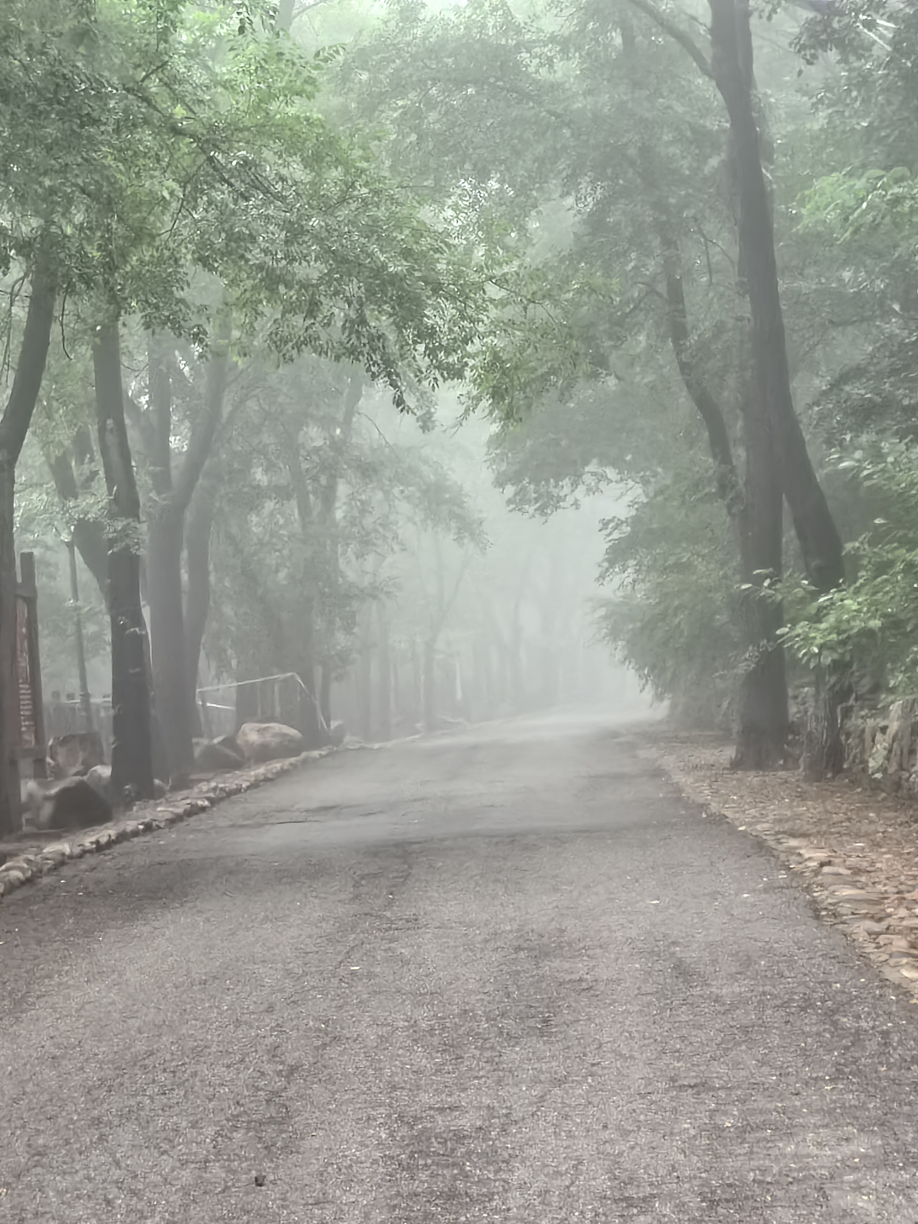 雨蒙蒙雾蒙蒙的图片图片