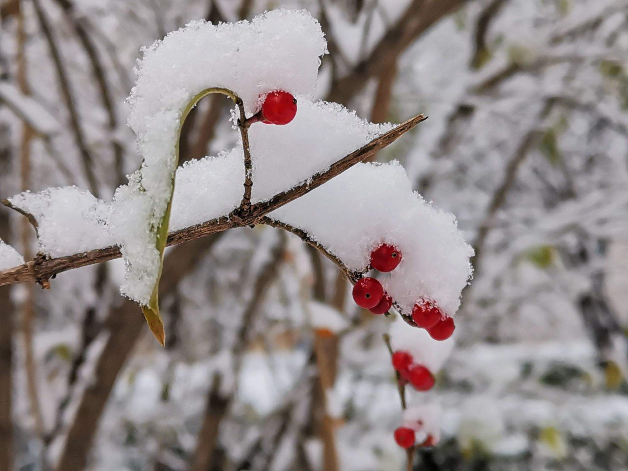 雪压枝头低 随低不沾泥 待到红日出 依旧并天齐