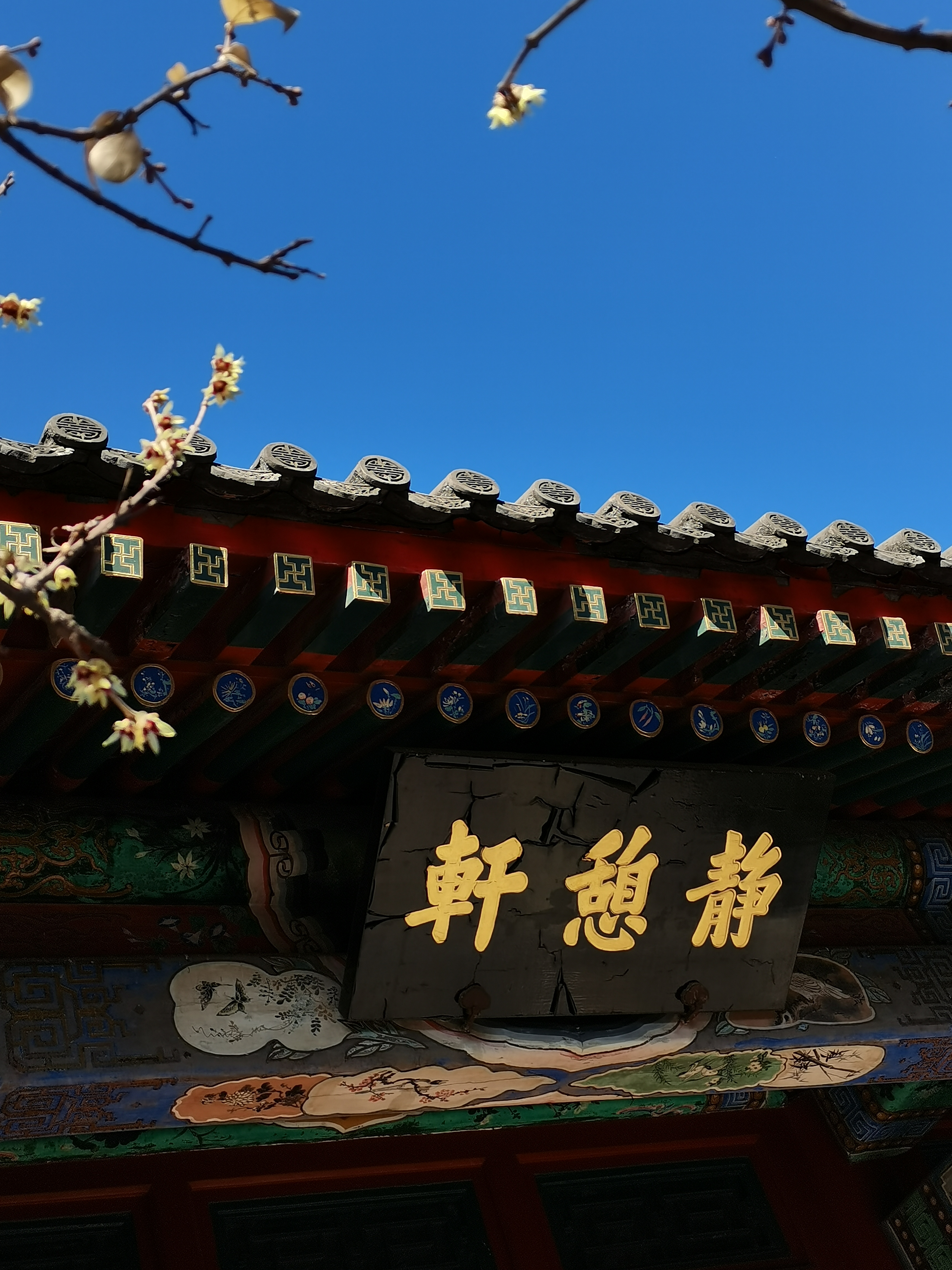 北海公园永安寺梅花图片