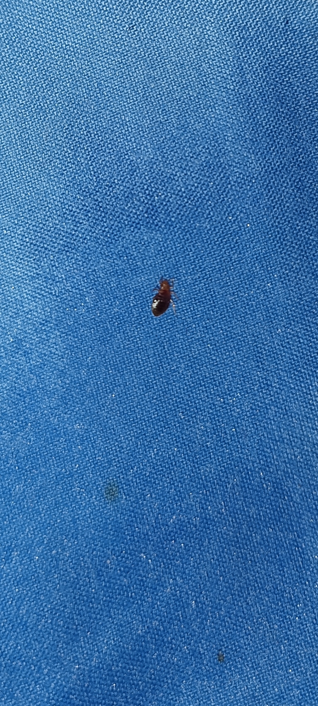 谁知道这个什么虫,怎么消灭,硬壳子的昆虫