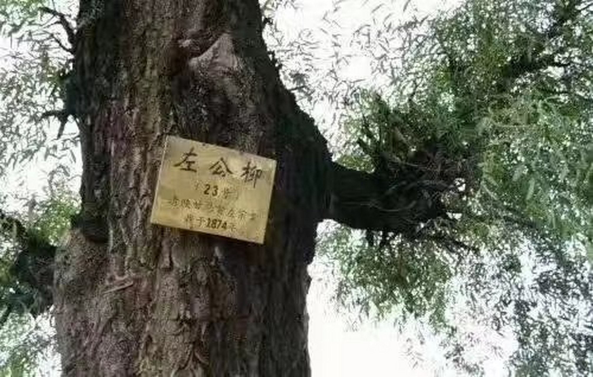 左公柳是左宗棠西进收复新疆时带领湘军一路所植道柳.