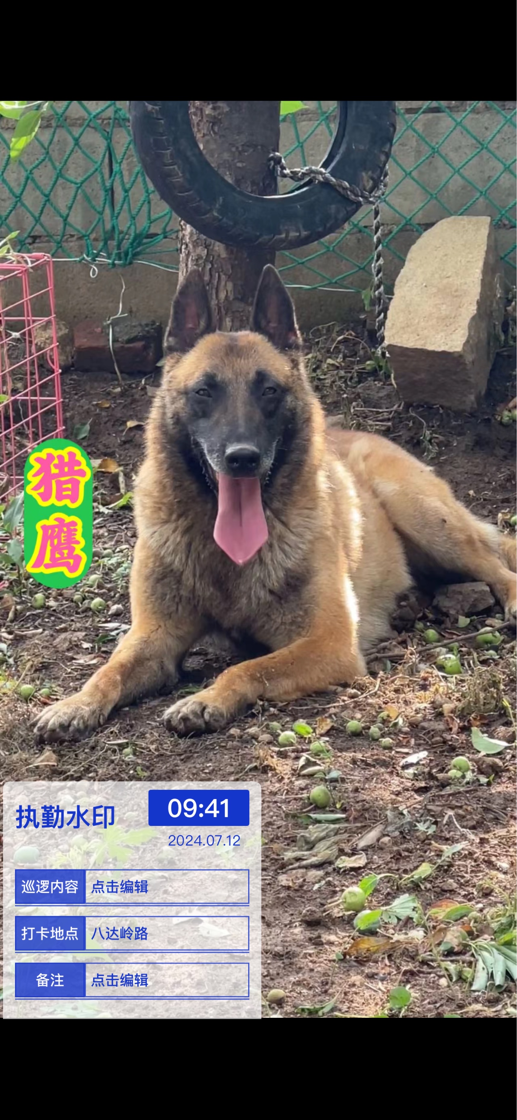 国外老血马犬图片大全图片