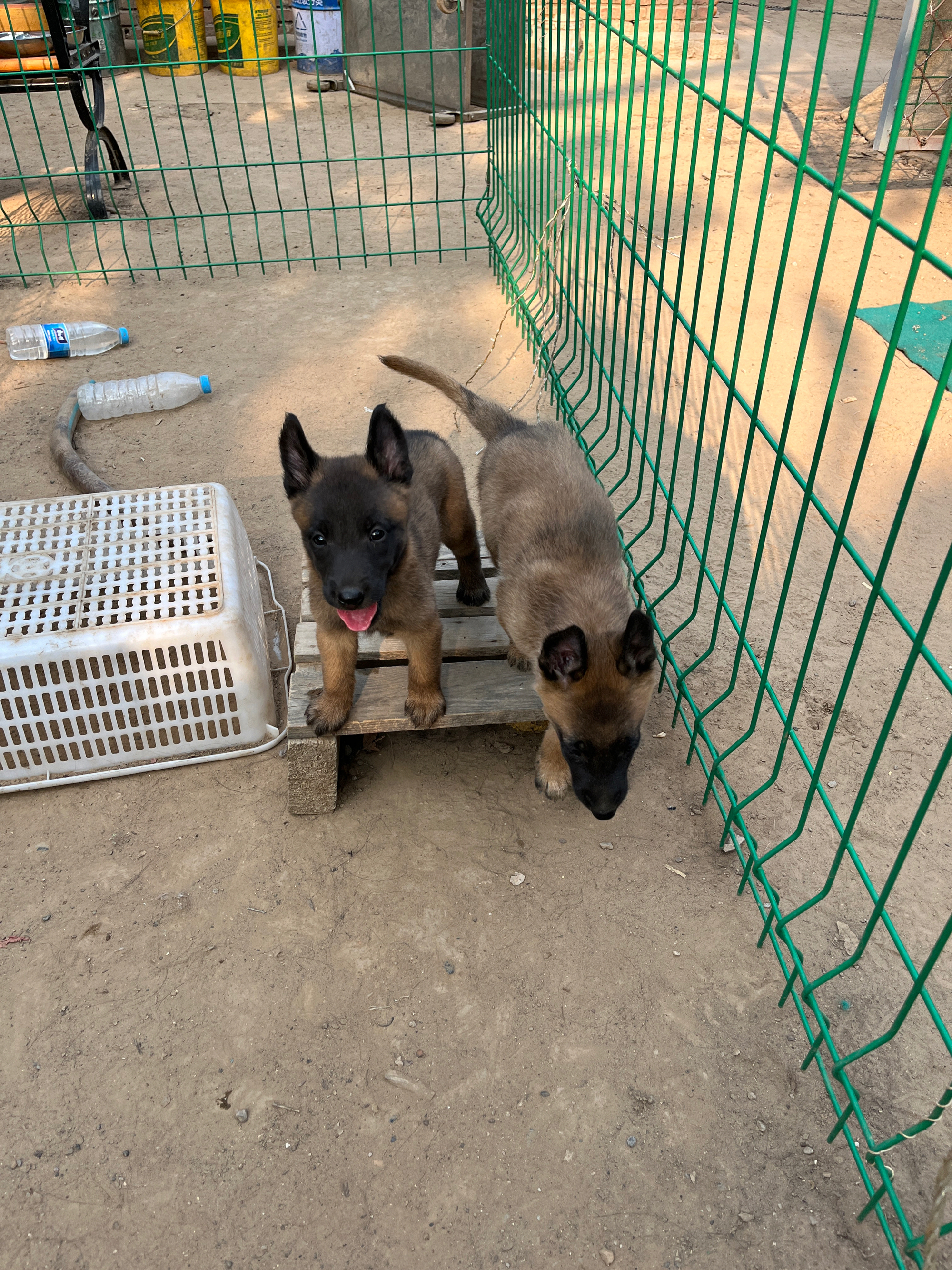 国外老血马犬图片大全图片