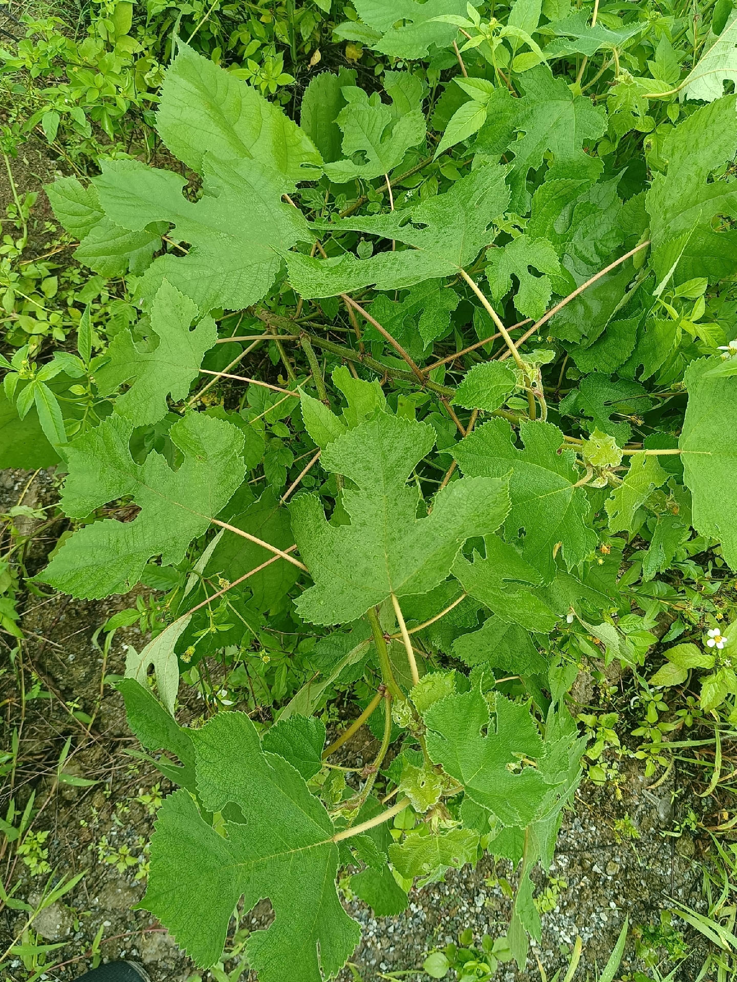 构树百科图片