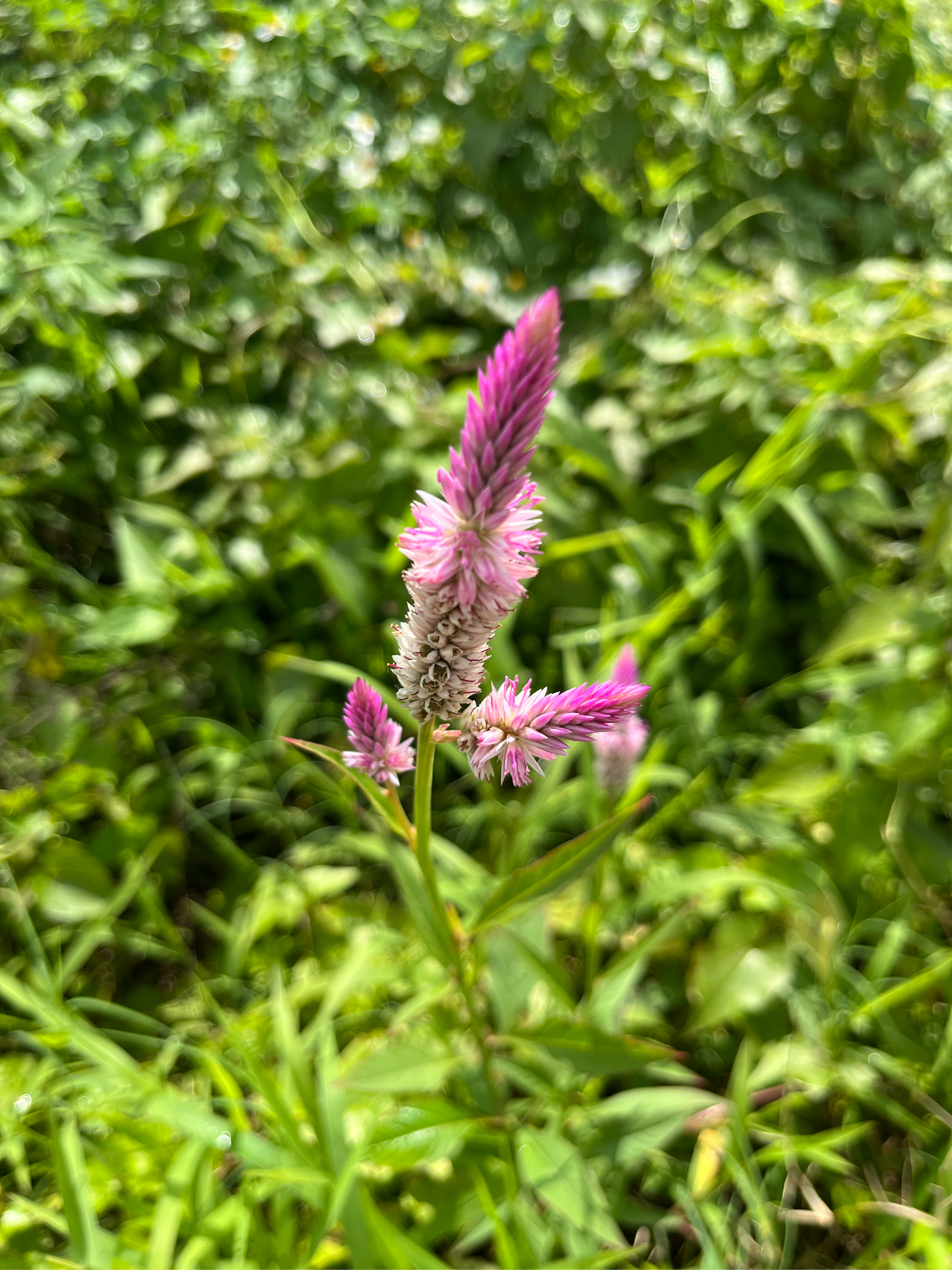 鸡冠菜的图片 种类图片