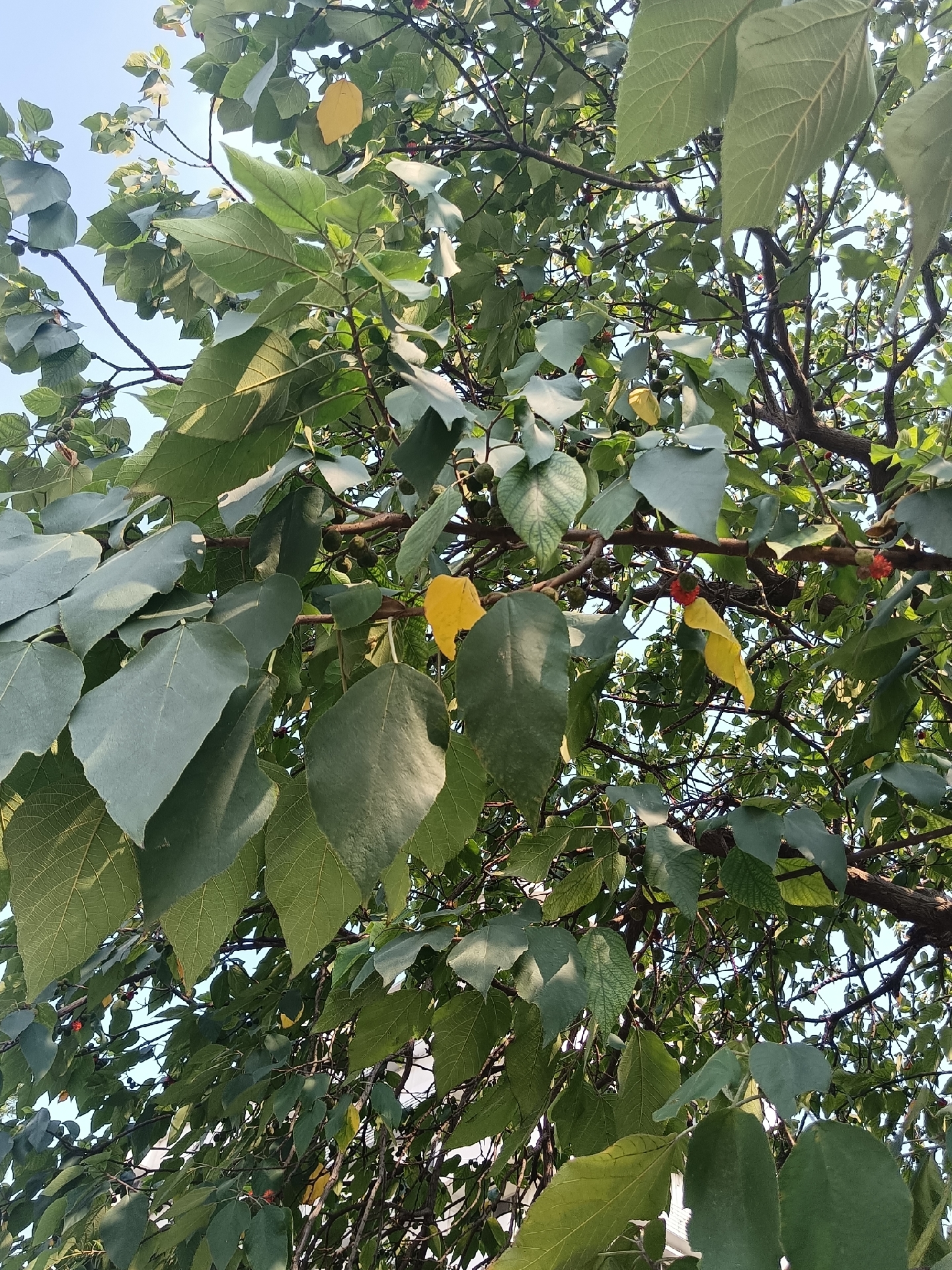 楮树的嫩根或根皮(楮树根,树皮(楮树白皮,树枝(楮茎)