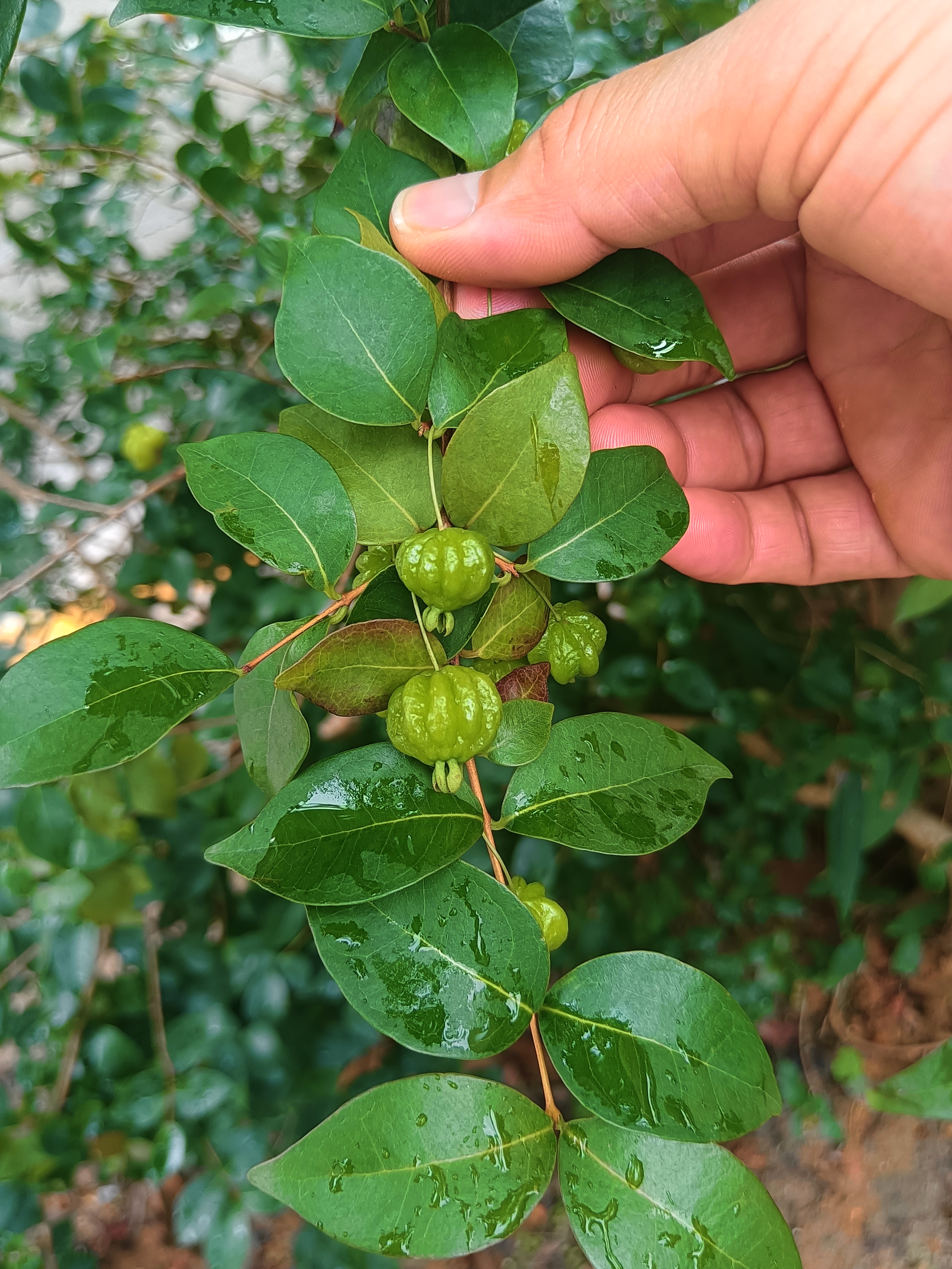 巴西红果仔营养丰富,口感特别已成为新宠,你认识吗?