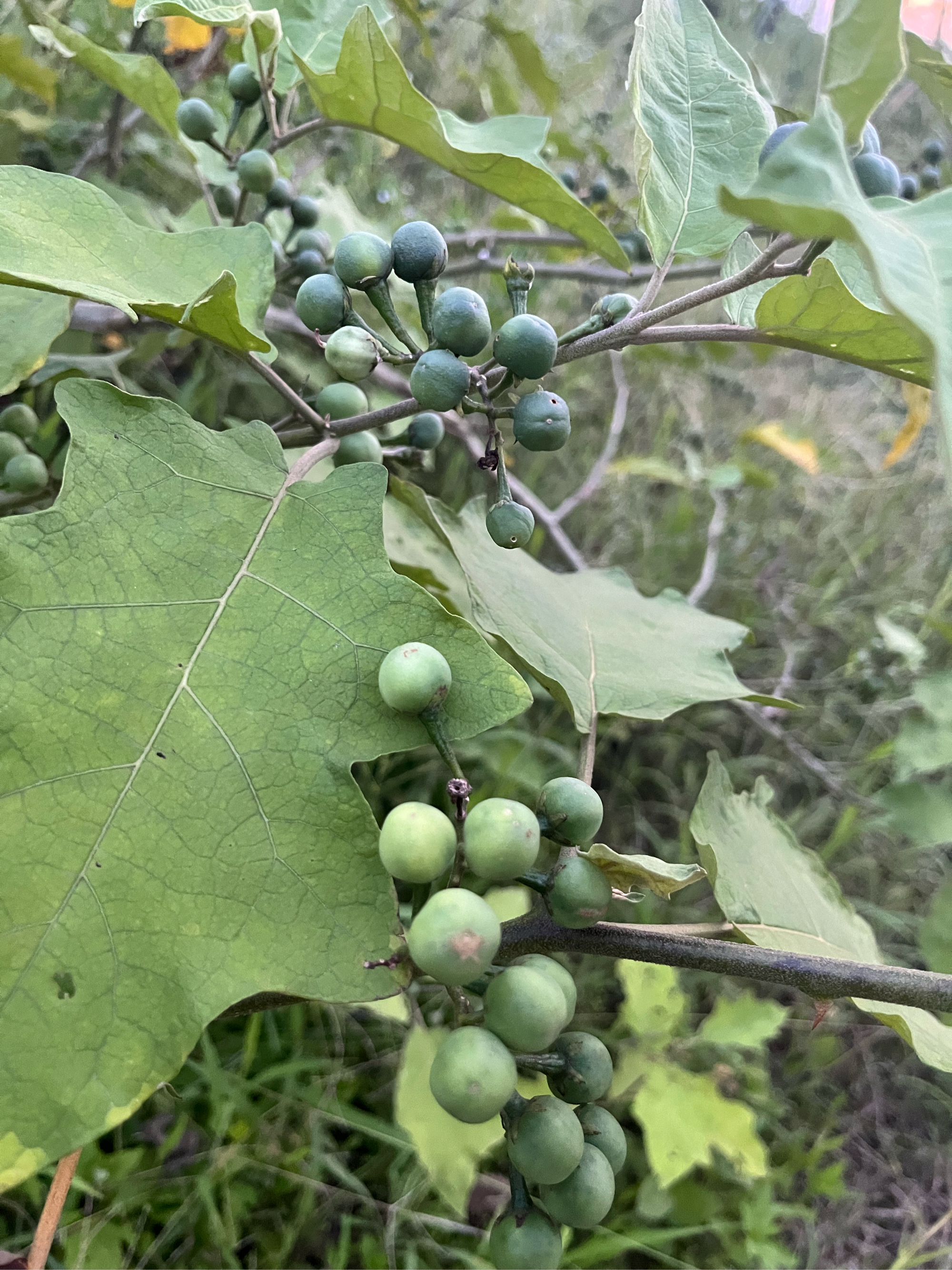 刺茄嫁接图片