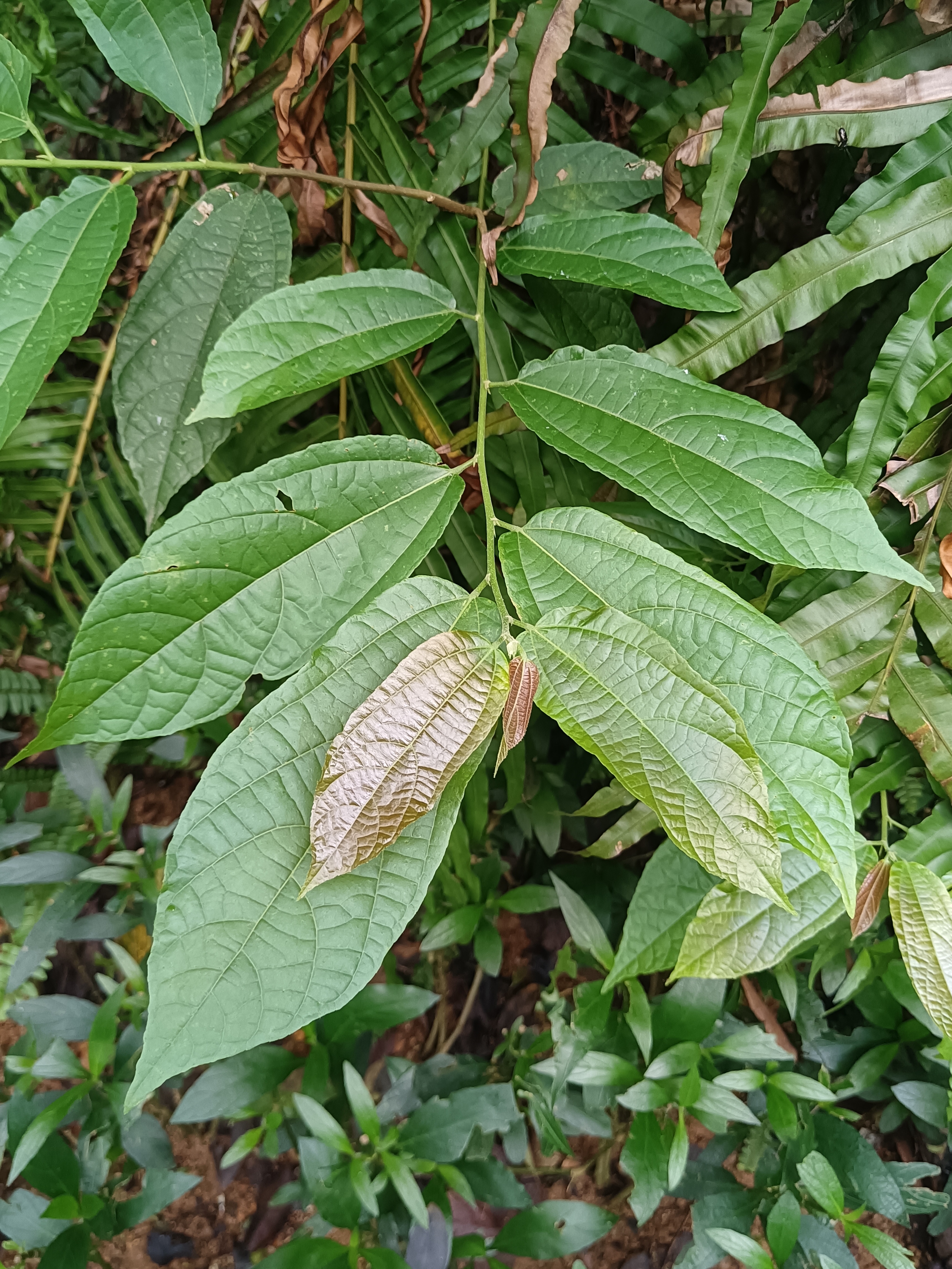 它叫破布叶,俗称布渣叶,果实可食,树皮纤维韧,可供编织,用途广.