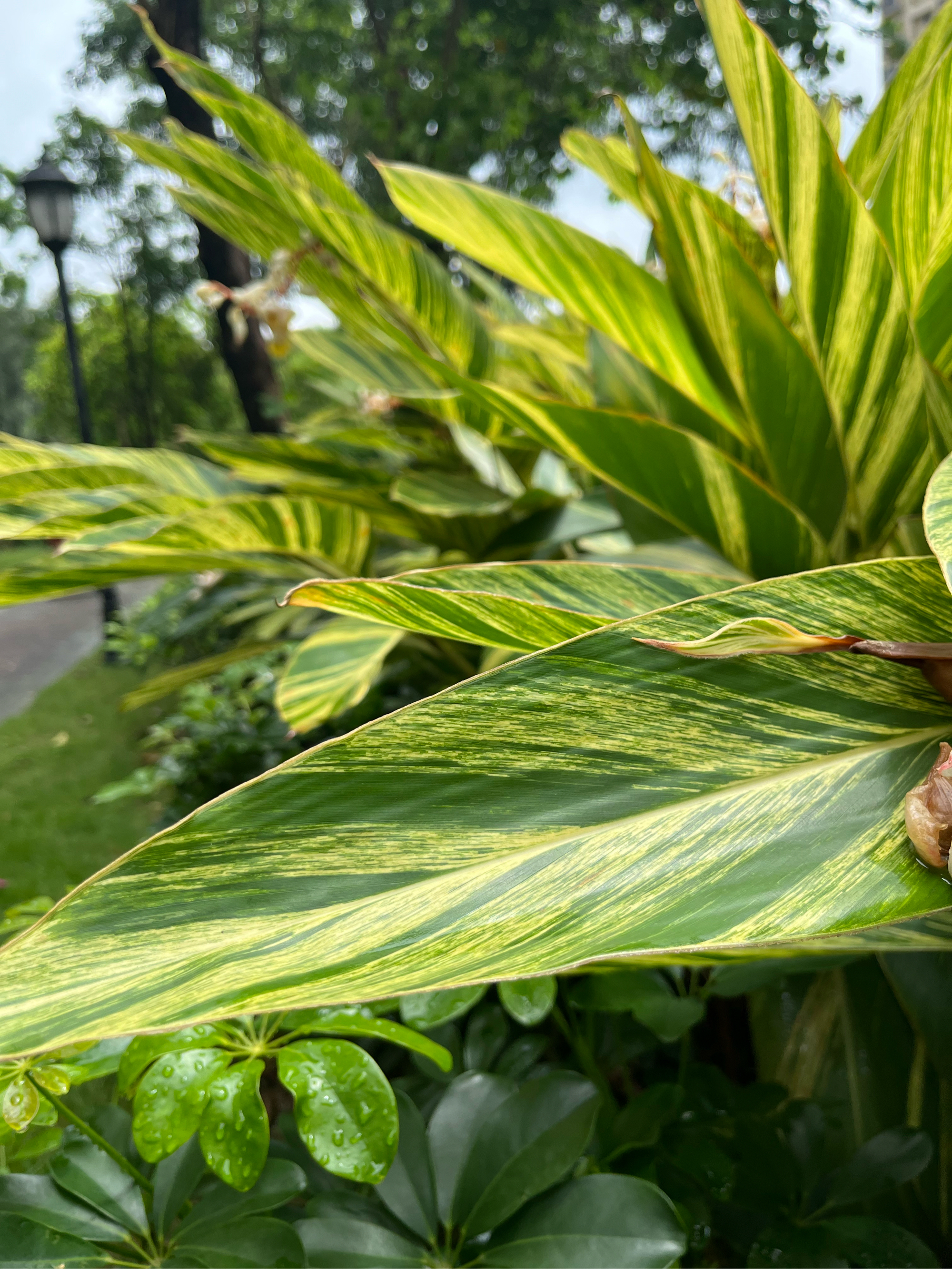 艳山姜根茎图片