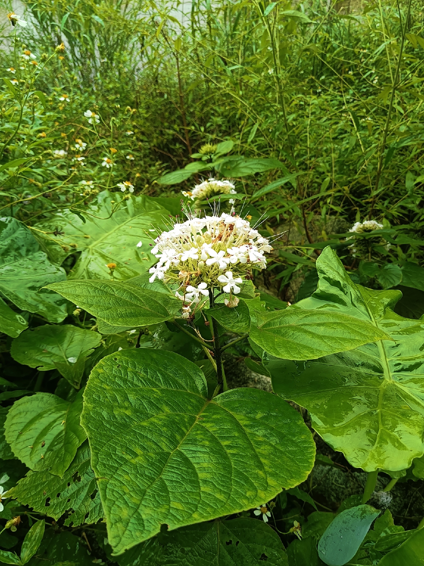 今天我要介绍的是臭牡丹.
