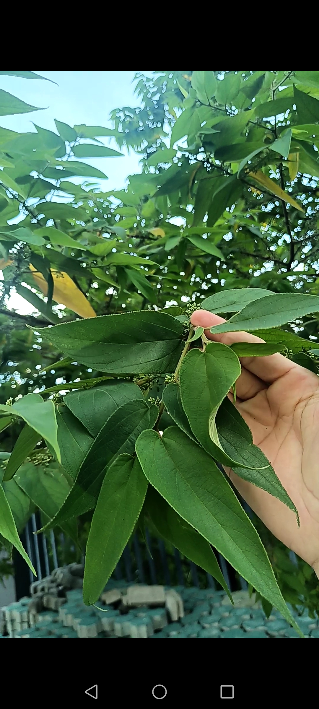 山芝麻叶树图片图片