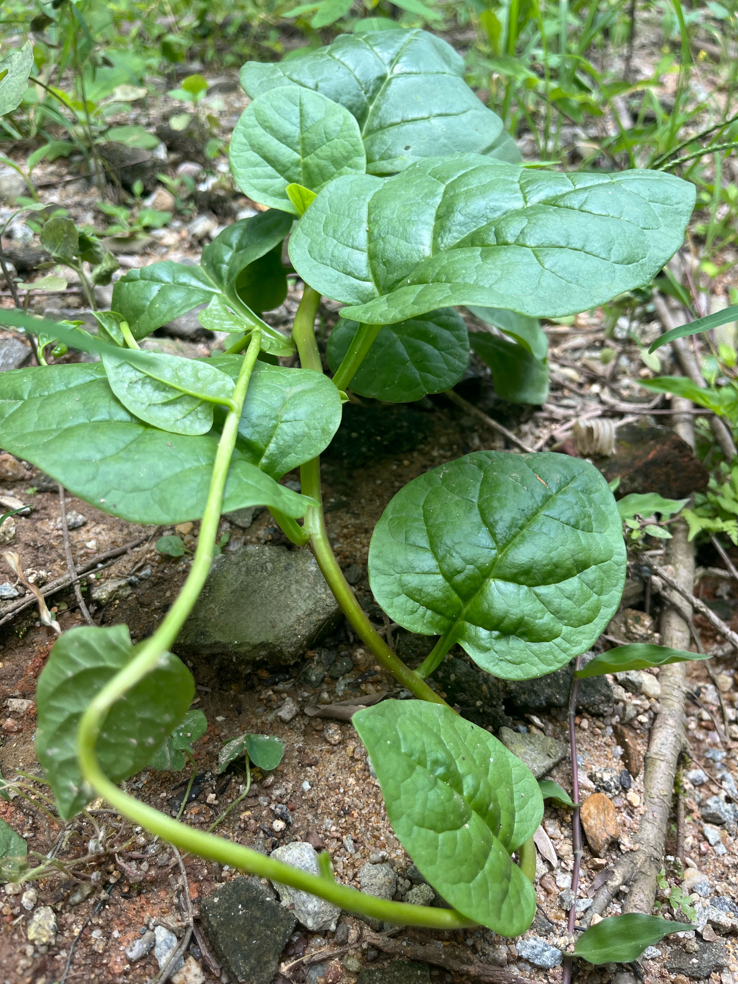 四川野菜藤条图片