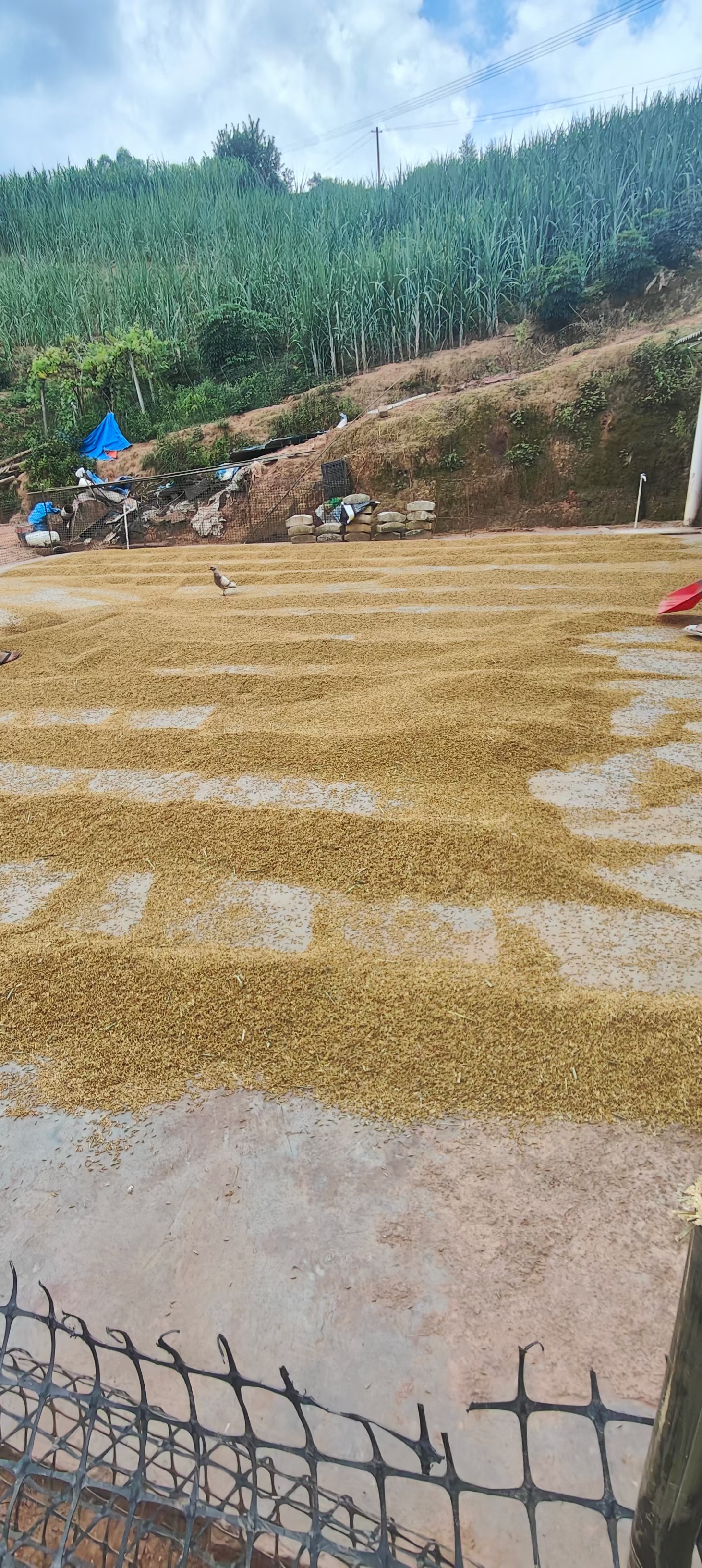 刚摊开谷子,天又黑了,这天气比变脸还快!