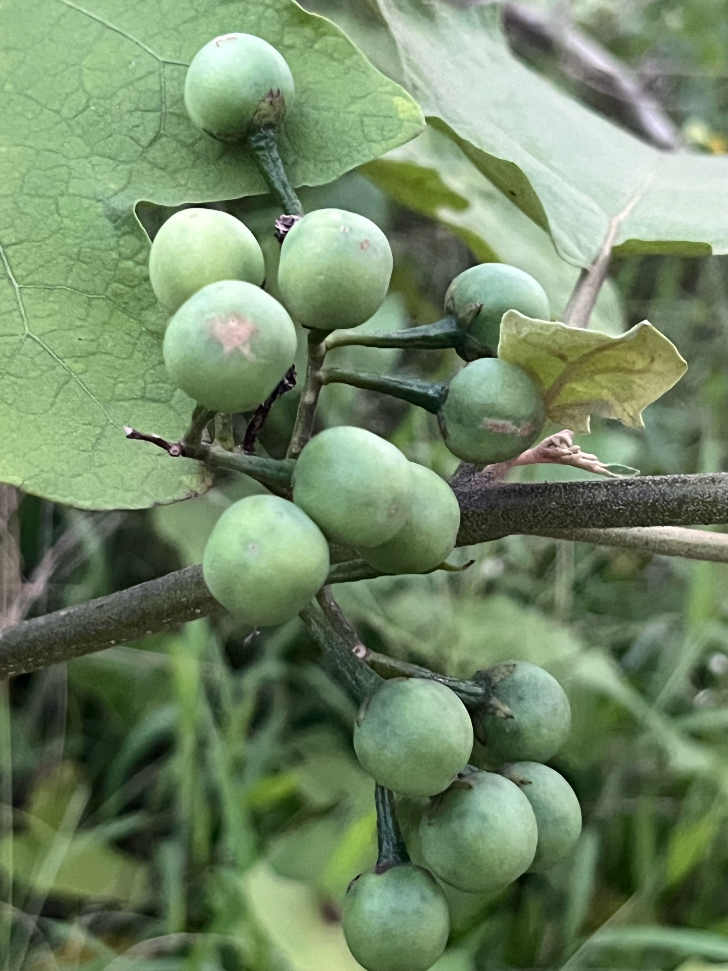 刺茄嫁接图片