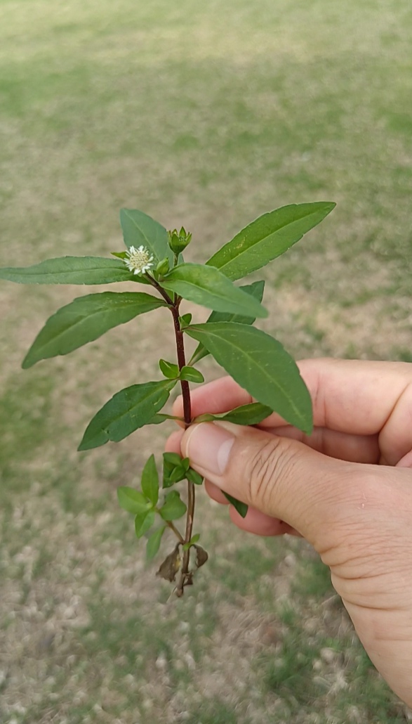 黑口草