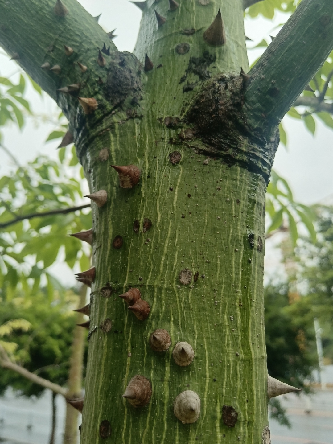 美丽异木棉树冠伞形,叶色青翠,花期由夏至冬,持
