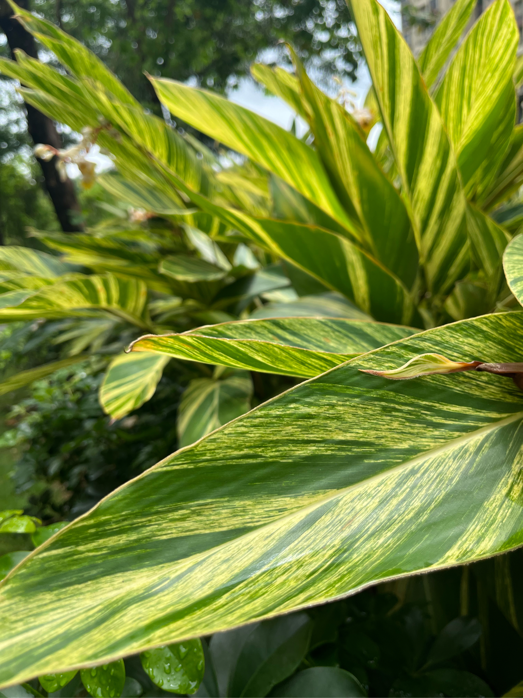 艳山姜根茎图片