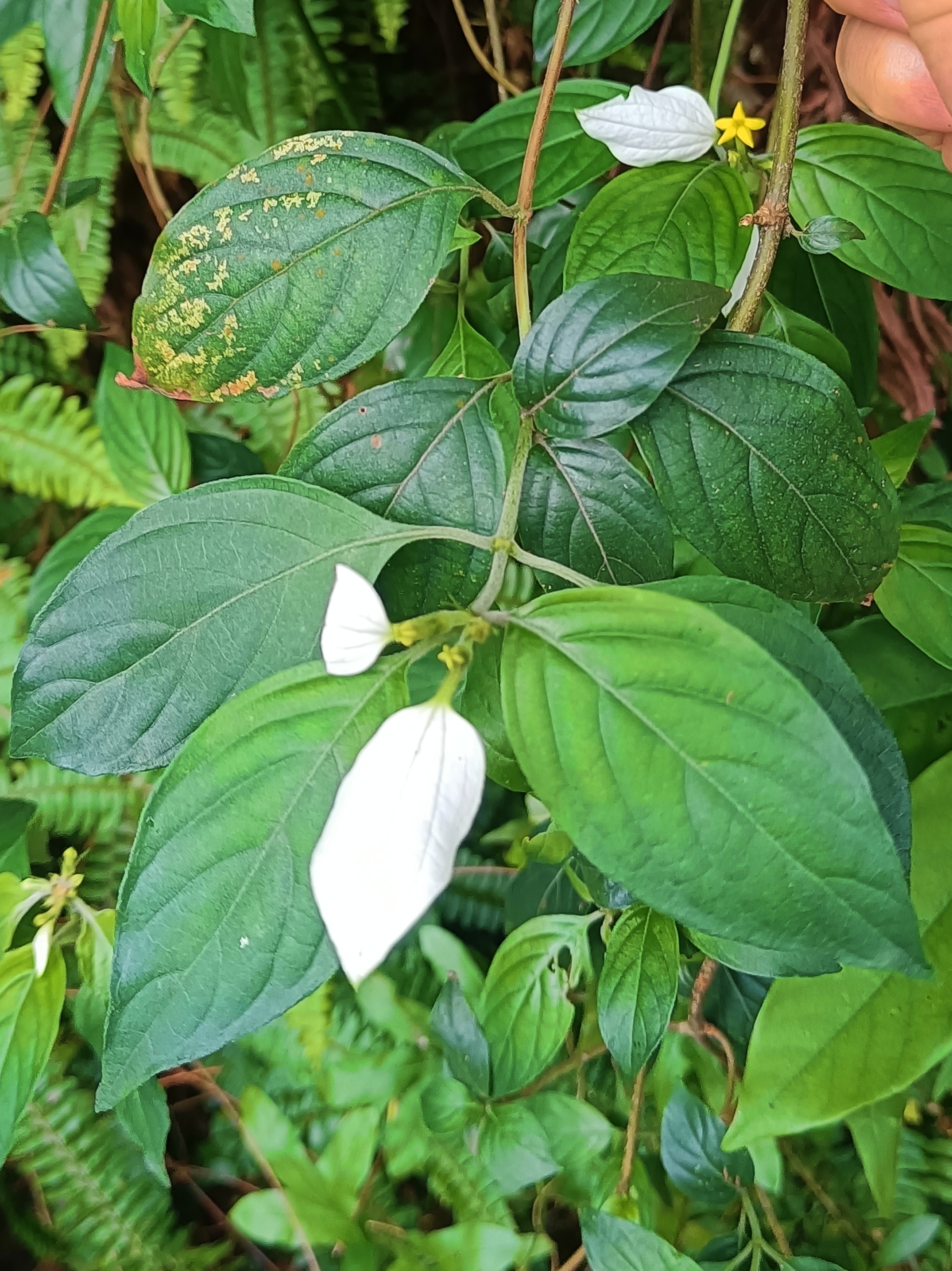 玉叶金花,又名百花茶.