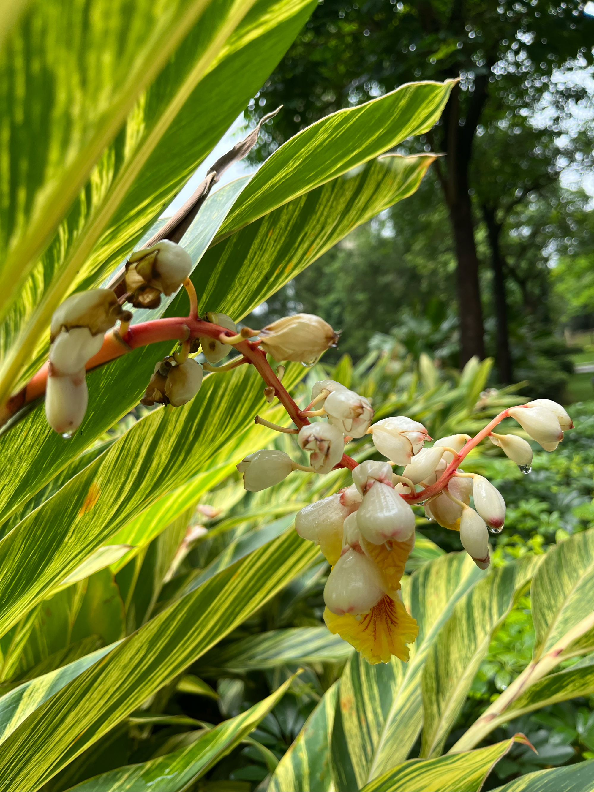 艳山姜根茎图片