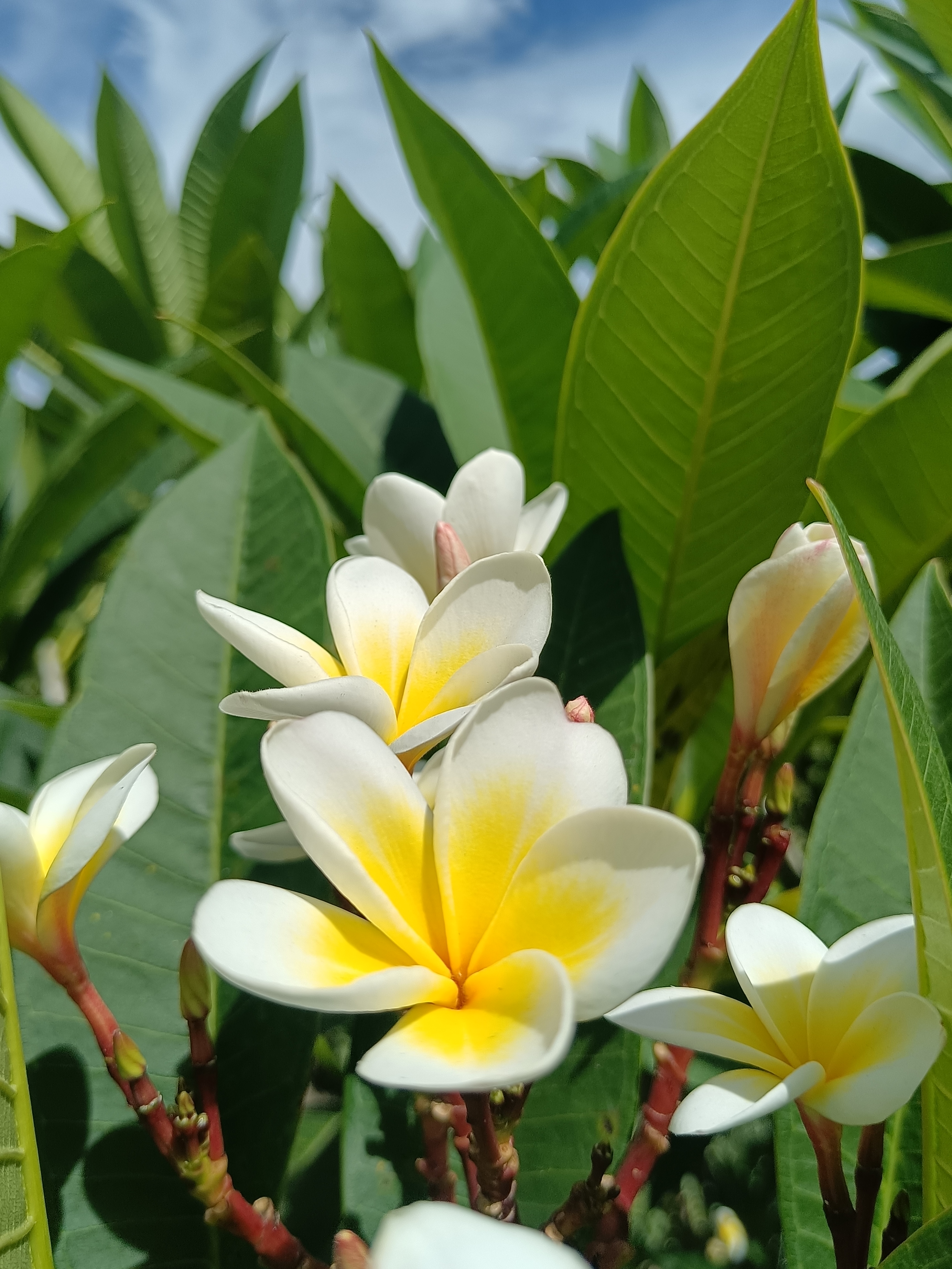 鸡蛋花是"王老吉凉茶","五花茶"的主要原料之一.