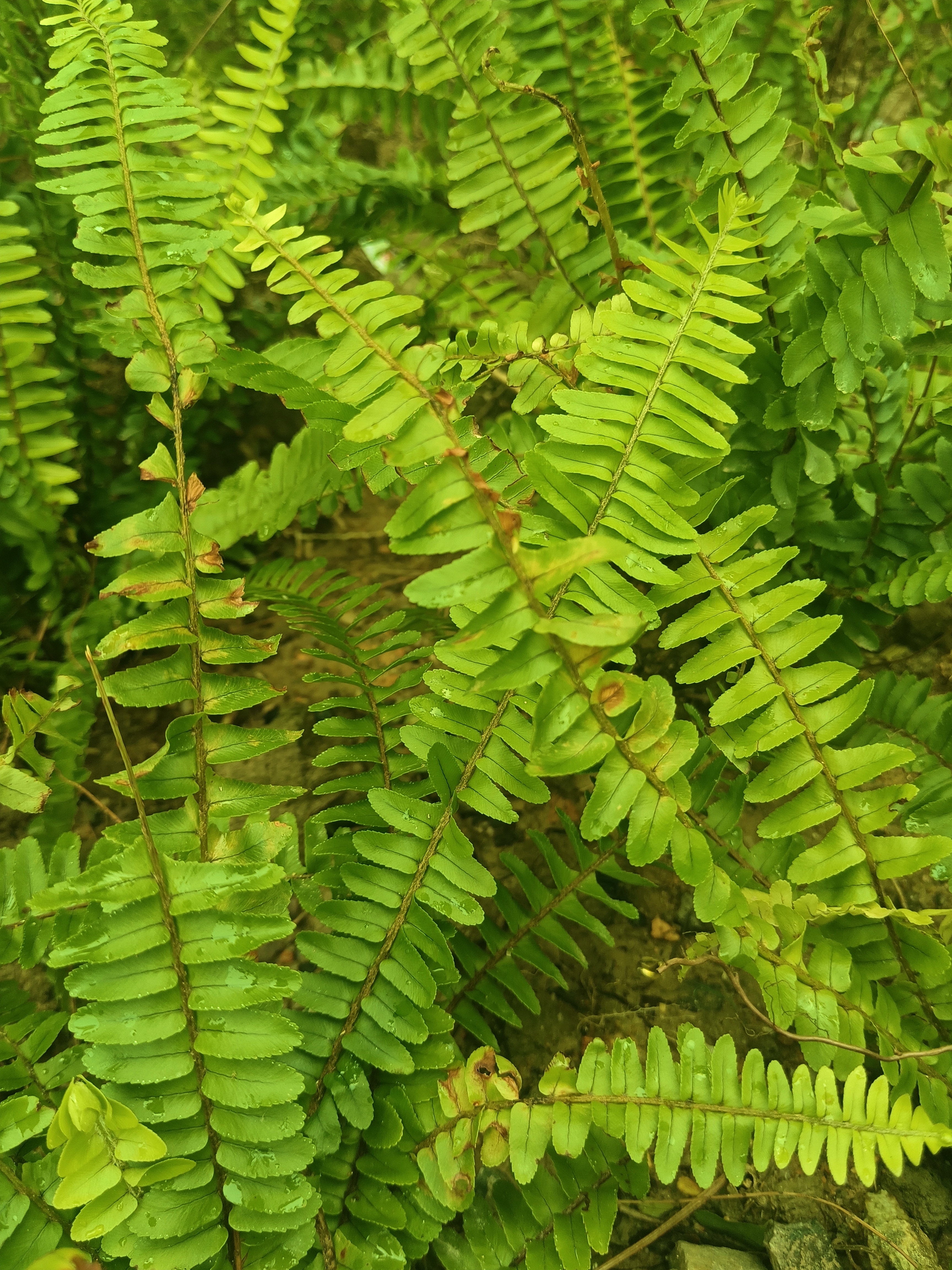 毛叶肾蕨图片