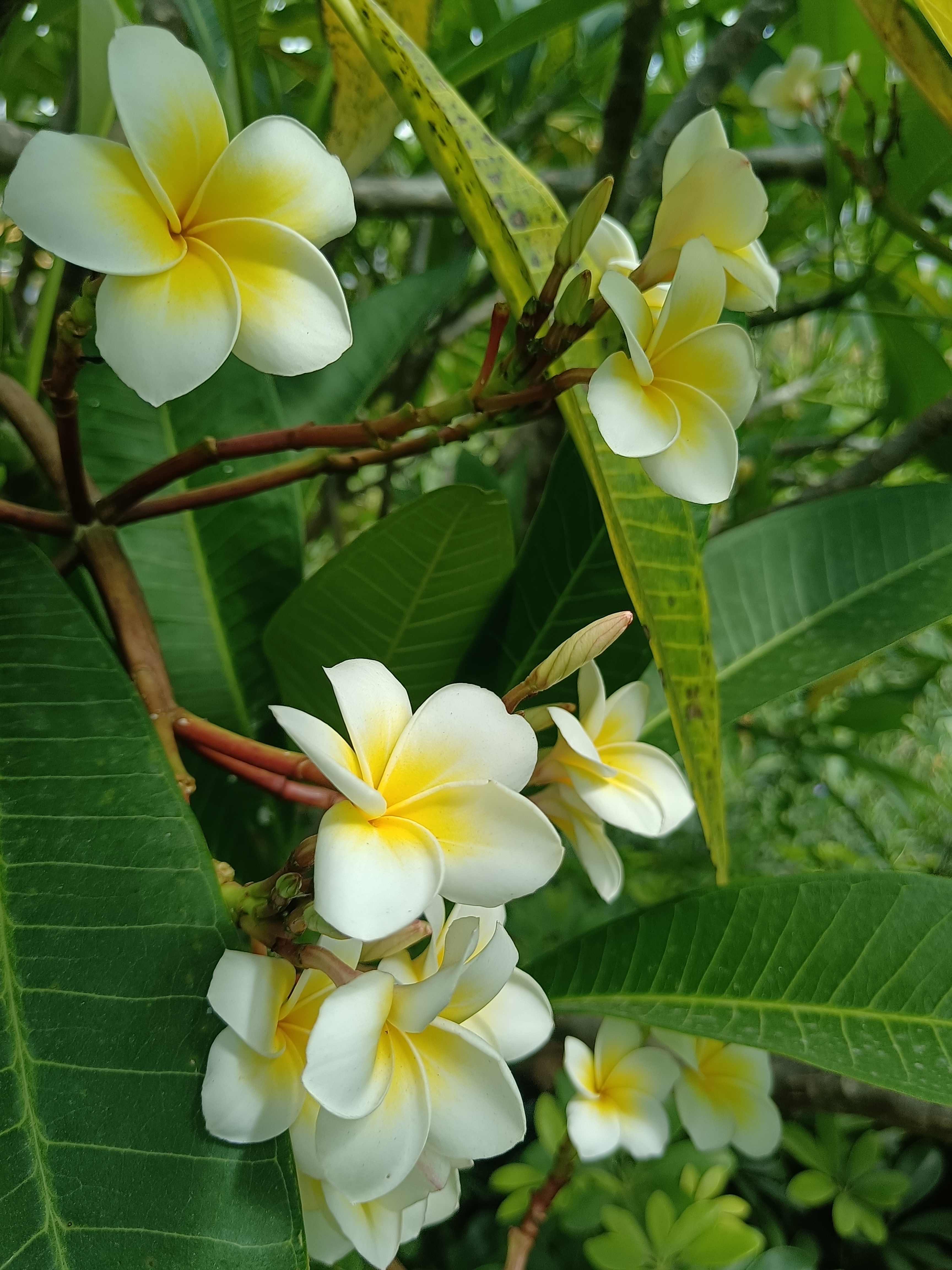 鸡蛋花是"王老吉凉茶","五花茶"的主要原料之一.