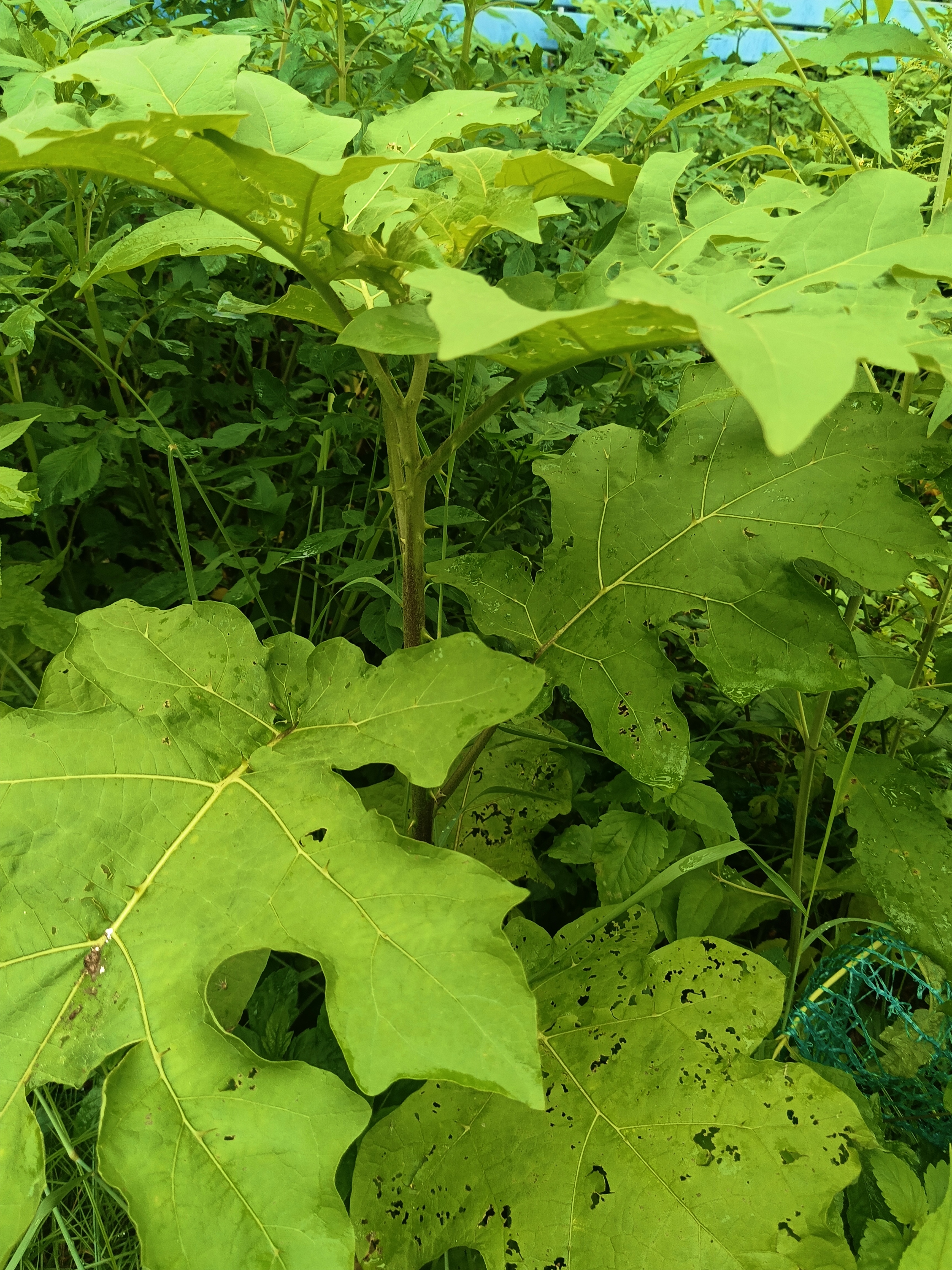 刺茄的功效图片