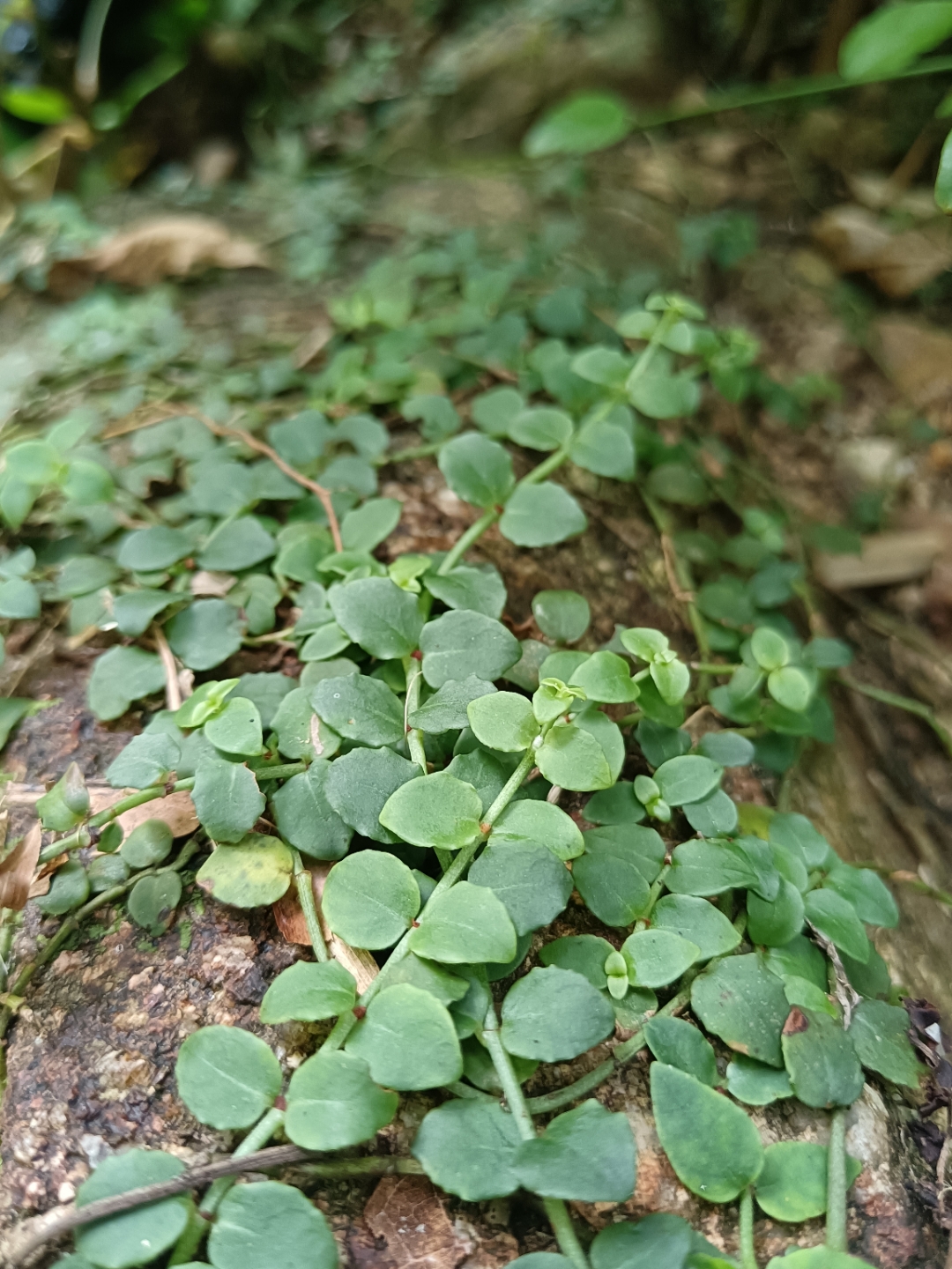蔓九节,穿根藤,从筋藤,凤不动藤,娱蚣藤,崧筋藤,上树龙.