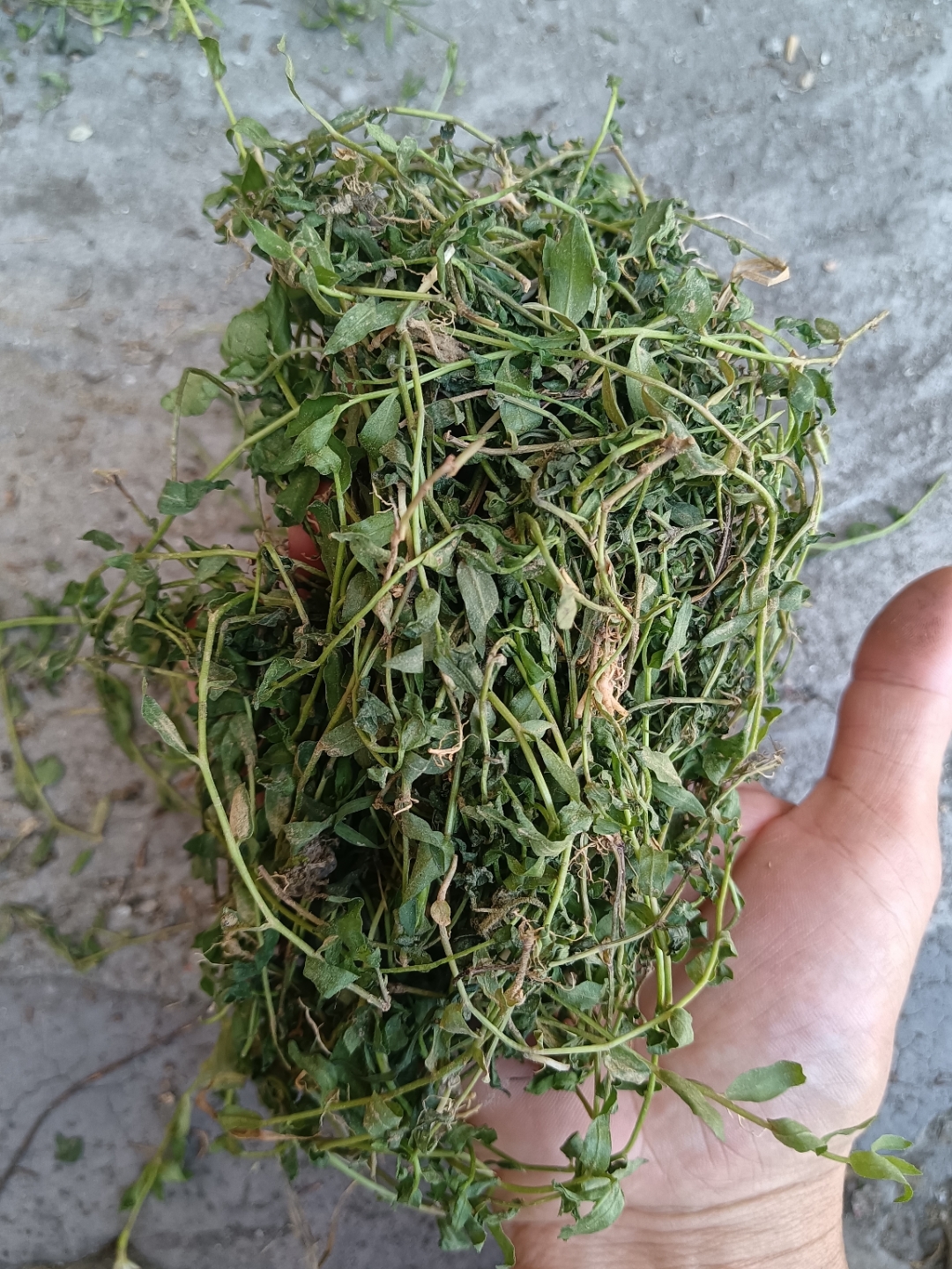 半边莲又名细米草