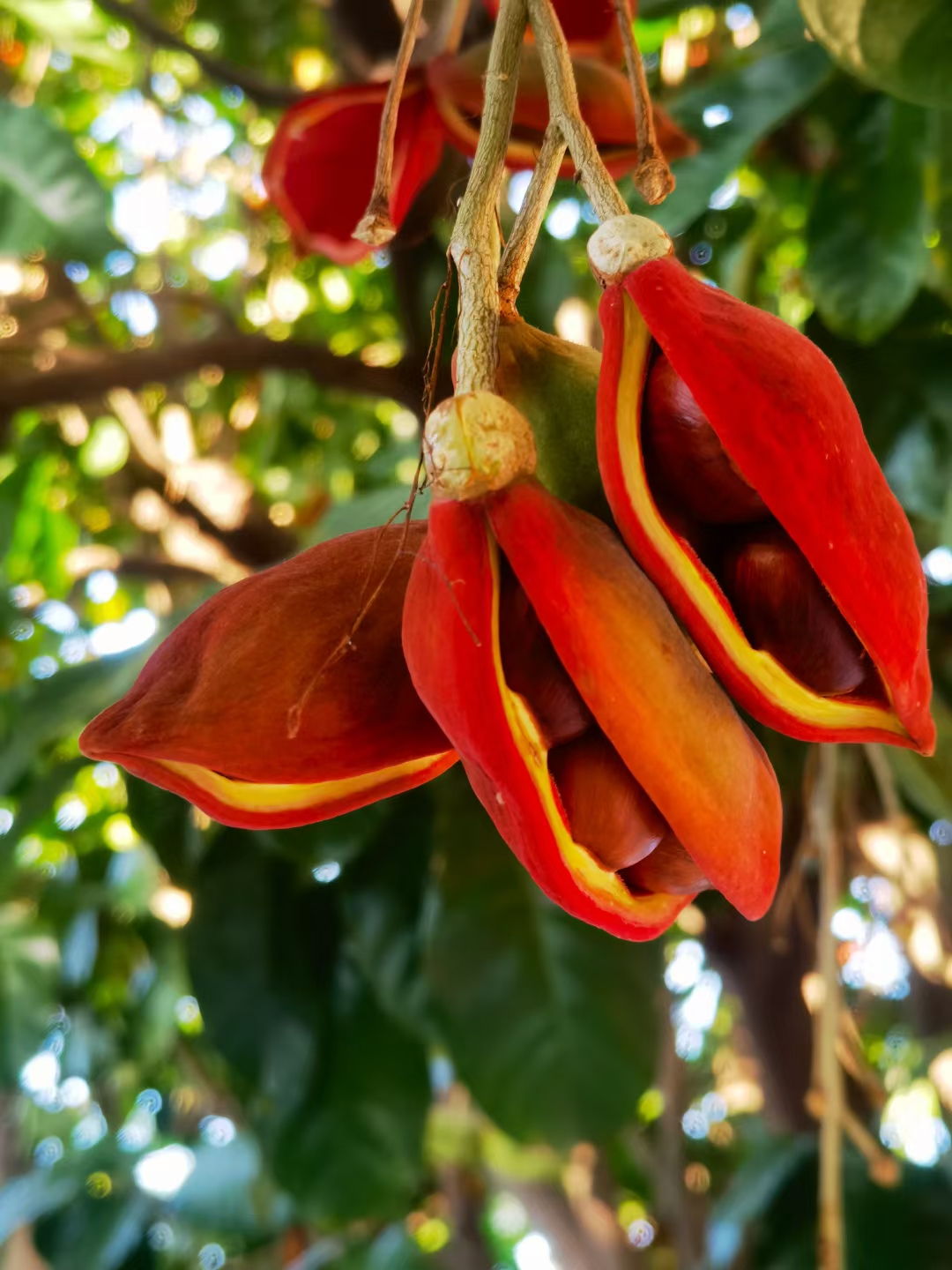 苹婆果一般可以用来蒸煮,烧烤,红烧,风味与板栗相似,用各种肉类一起