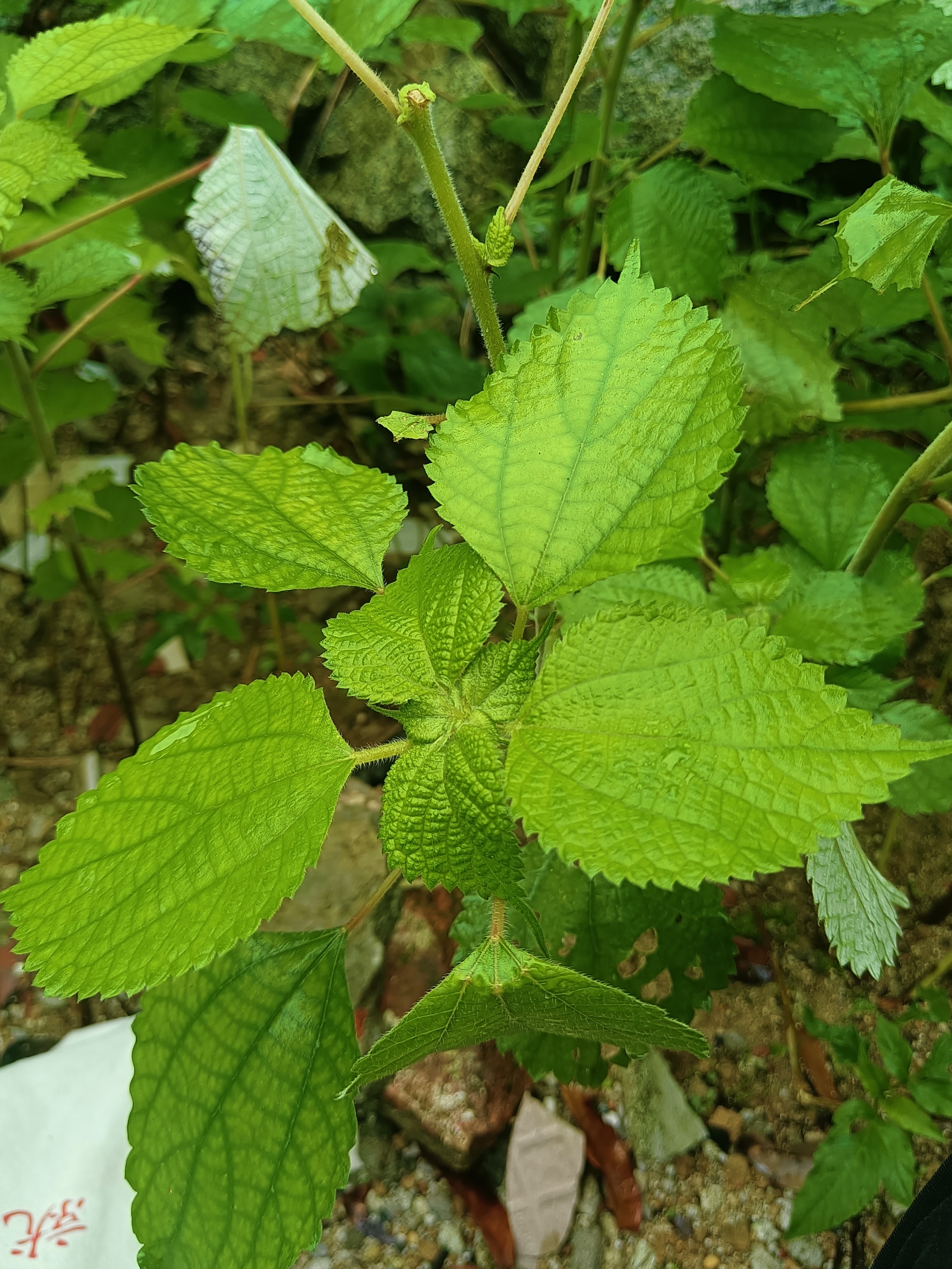 苧麻叶粄图片