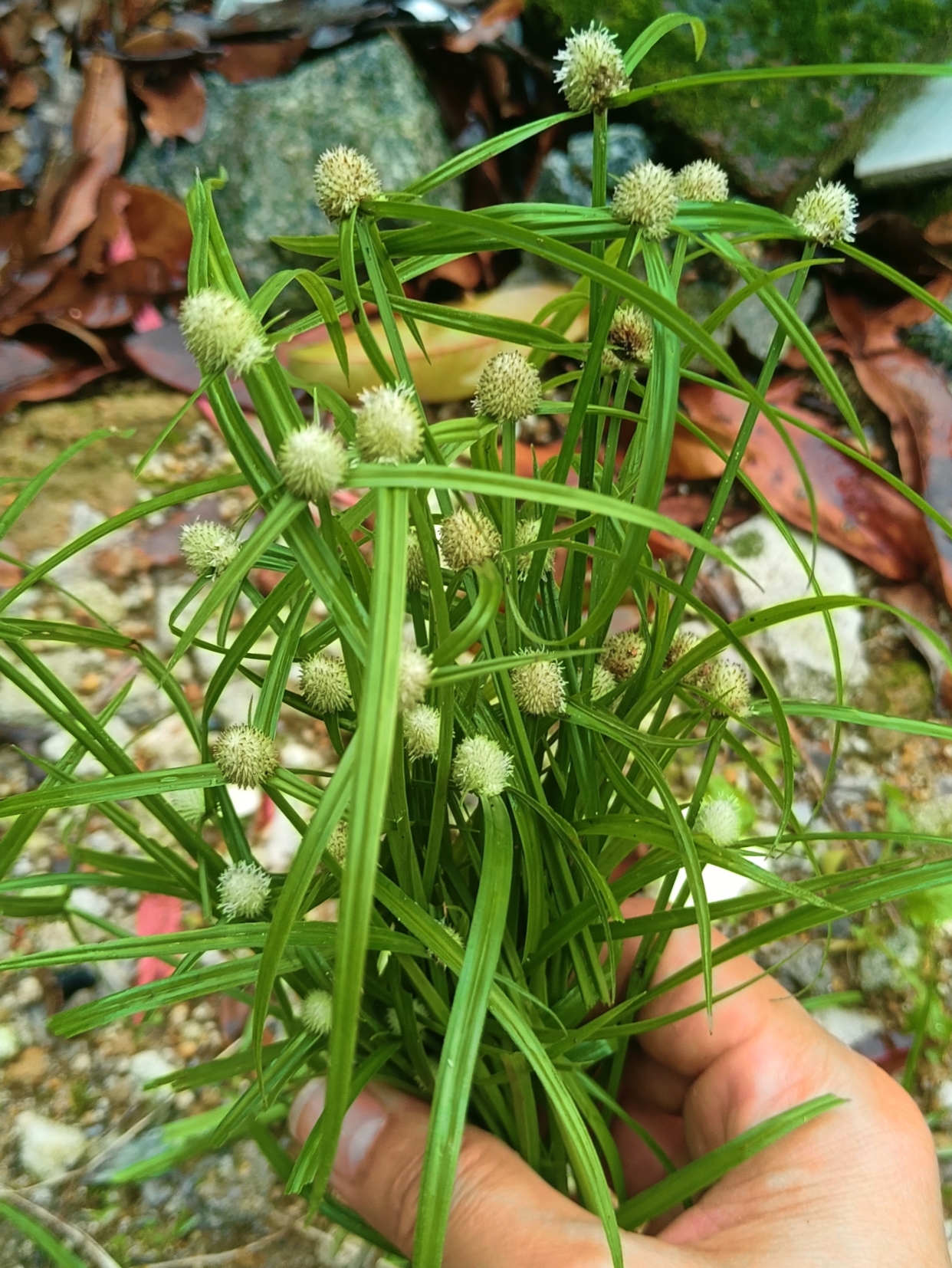 "水蜈蚣"是带根茎叶花的全草,因形如蜈蚣而得名.